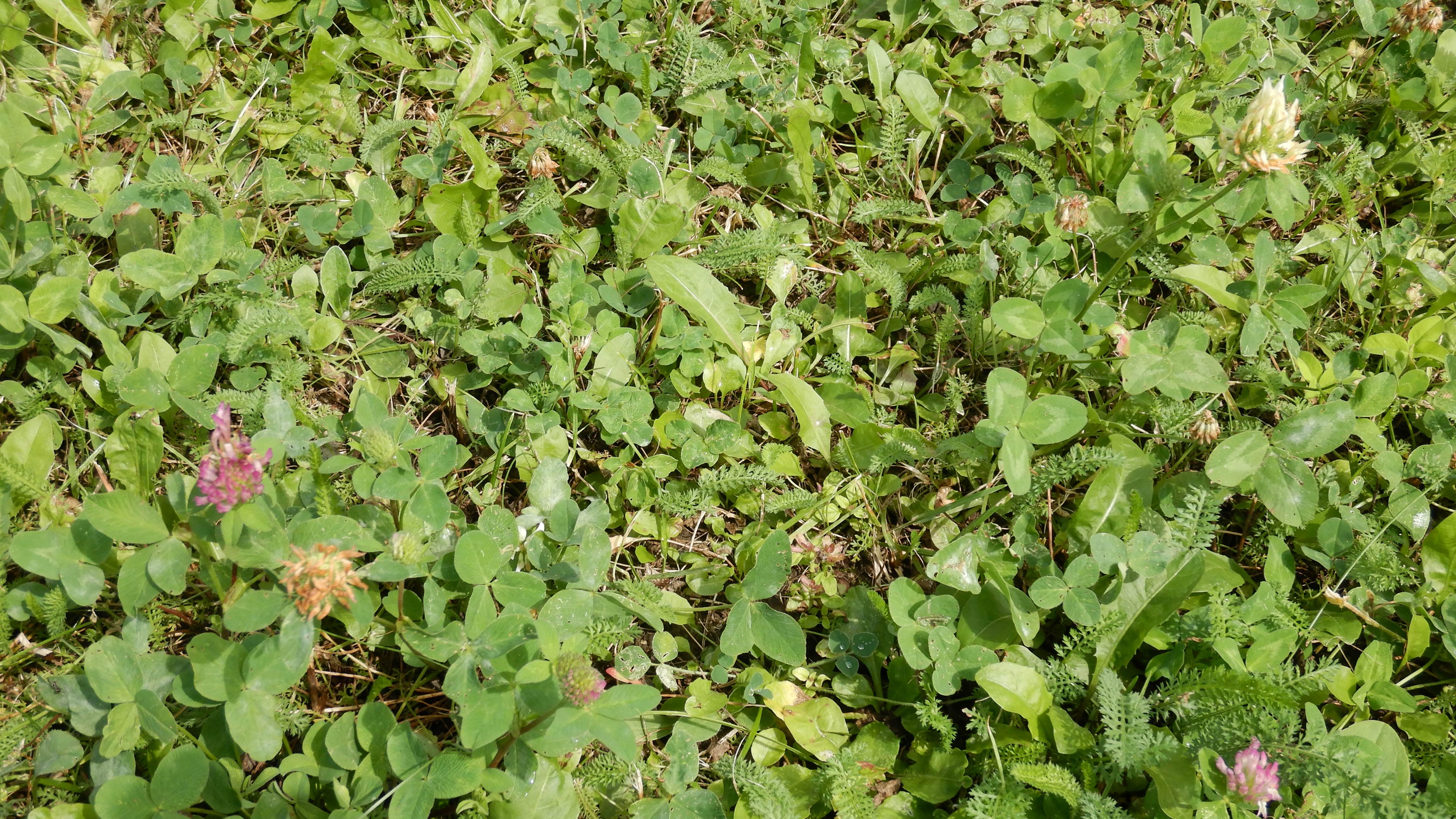 DSCN4441 albino, trifolium pratense, untere alte donau, wien-stadlau, 2023-07-26.jpg