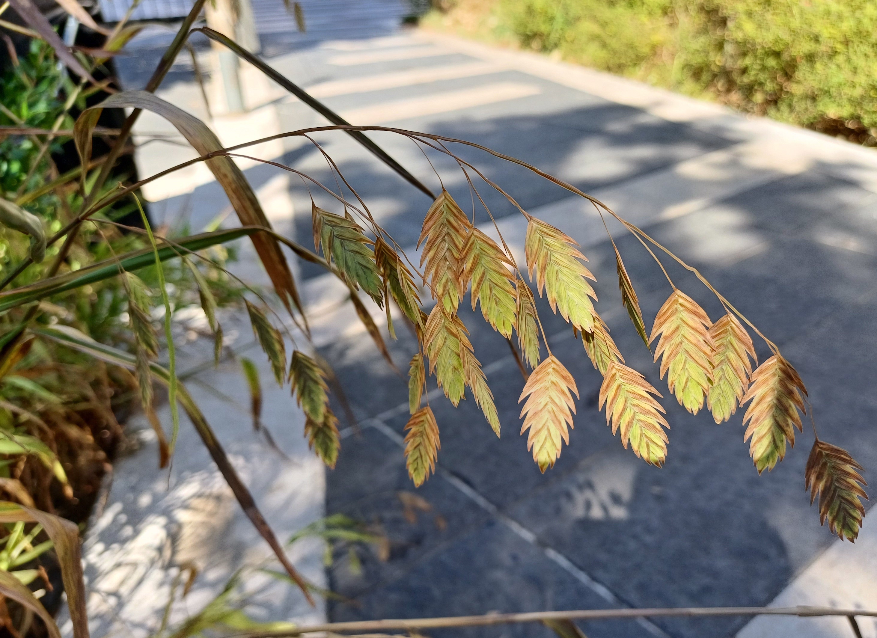 chasmanthium latifolium kult. nizza alpes-maritimes frankreich 20230806_103633.jpg