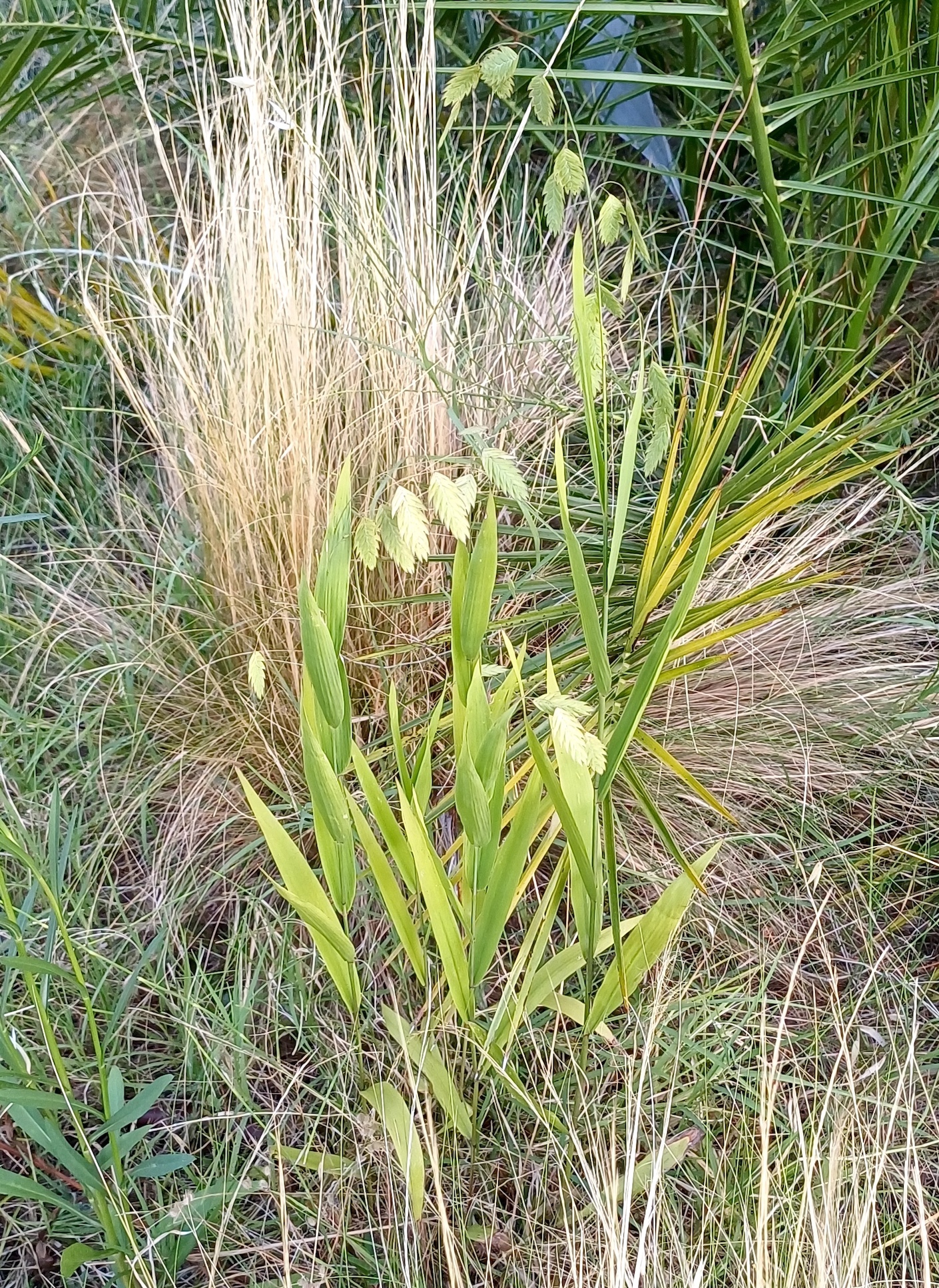 chasmanthium latifolium jardin albert 1er nizza alpes-maritimes frankreich 20230806_194006.jpg