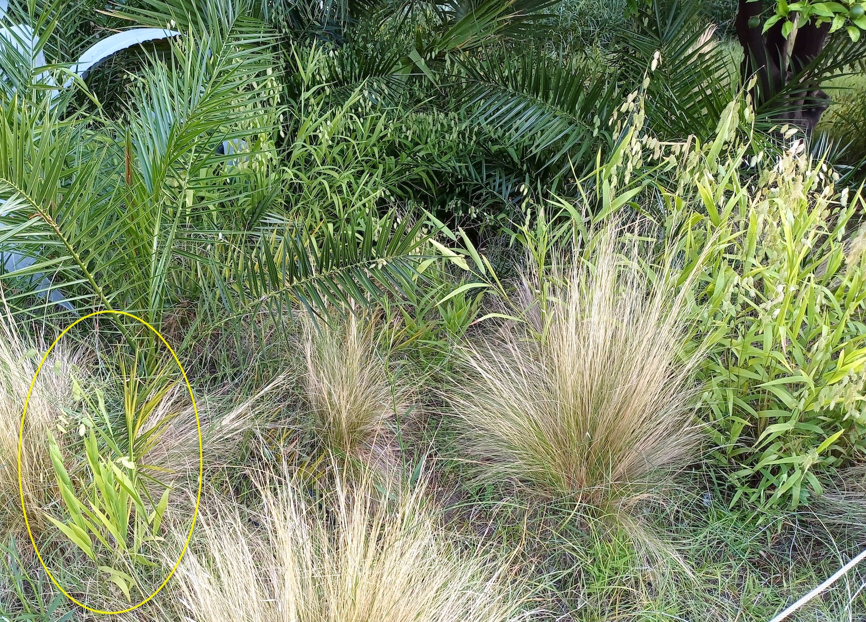 chasmanthium latifolium jardin albert 1er nizza alpes-maritimes frankreich 20230806_194000.jpg