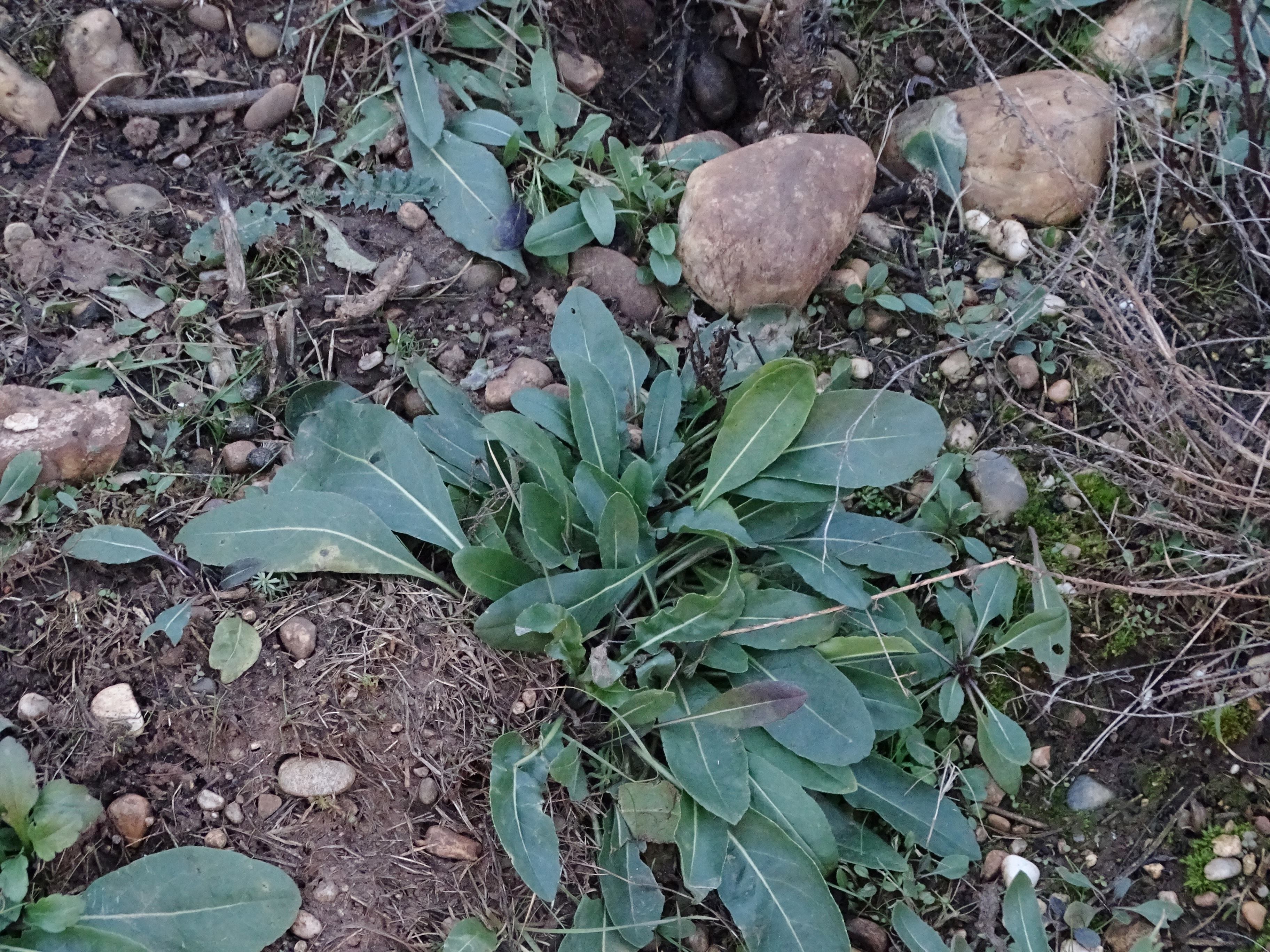 DSC08403 isatis tinctoria, 2021-01-25, potzneusiedl-neudorf-gattendorf, angesalbt.jpg