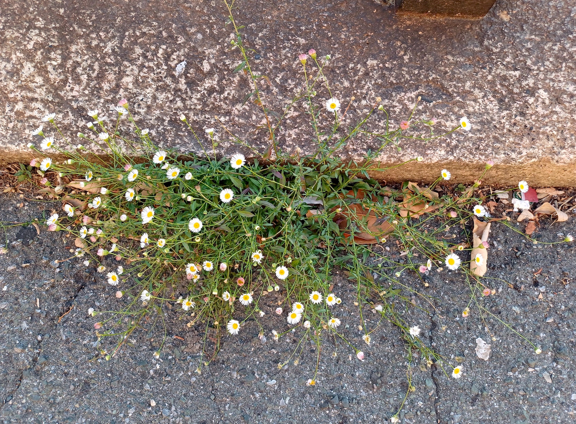 erigeron karvinskianus bei bhf genova piazza principe genua ligurien italien 20230808_193019.jpg