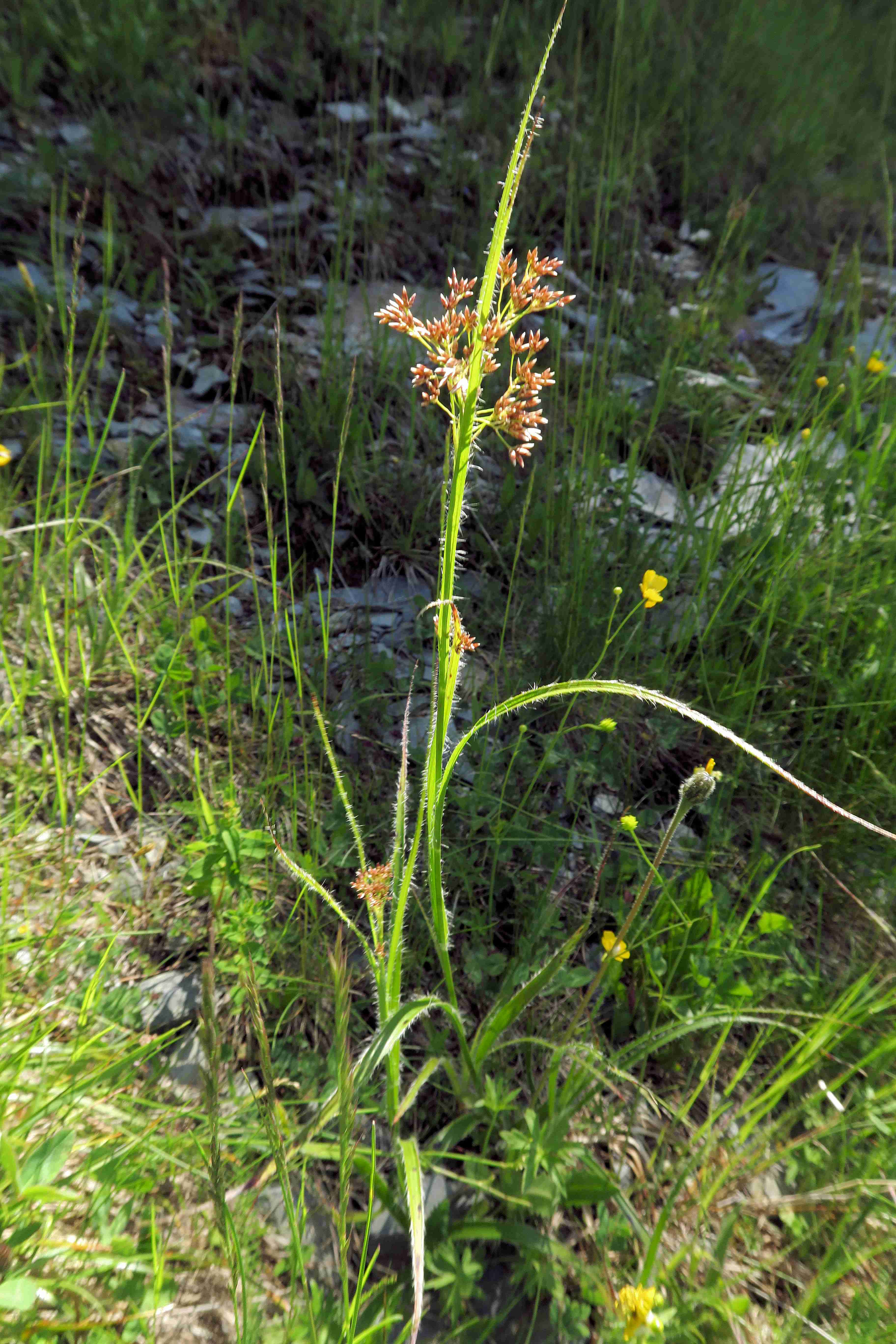 1 a Luzula sp., Turracher Höhe Böschung Weg Grünsee 26.06.2023 C5X2 (2).jpg