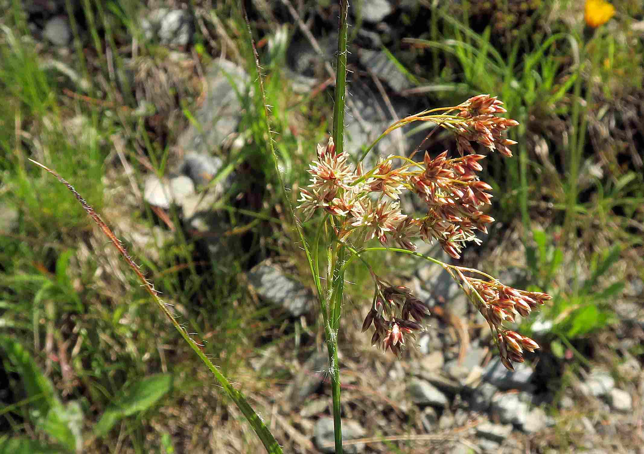 1 c Luzula sp., Turracher Höhe Böschung Weg Grünsee 26.06.2023 C5X2 (6).jpg