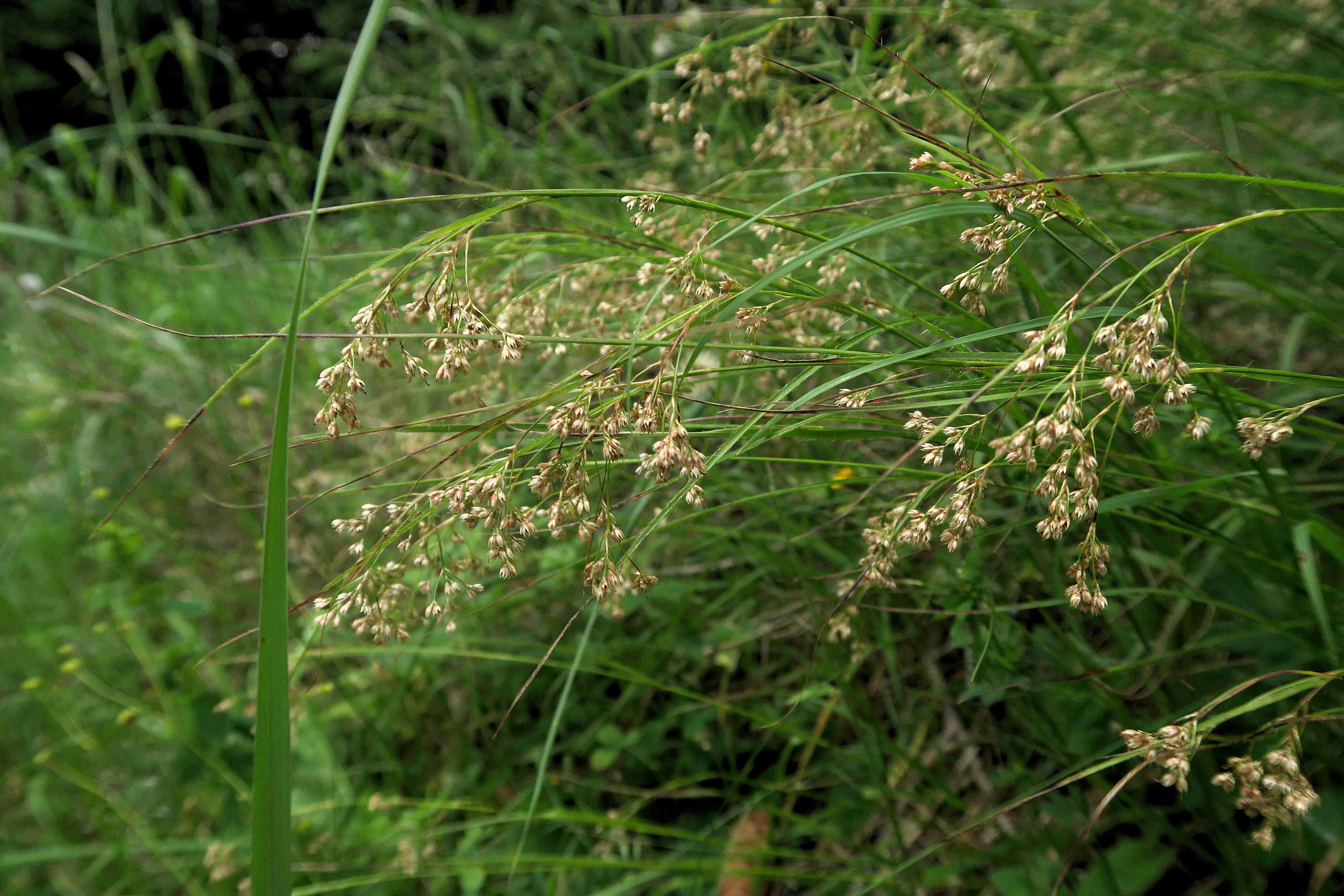 2 b Luzula sylvatica Große Hainsimse, Straßenrd. zur Ganzalm Mürztal 04.07.2017 C5X.jpg