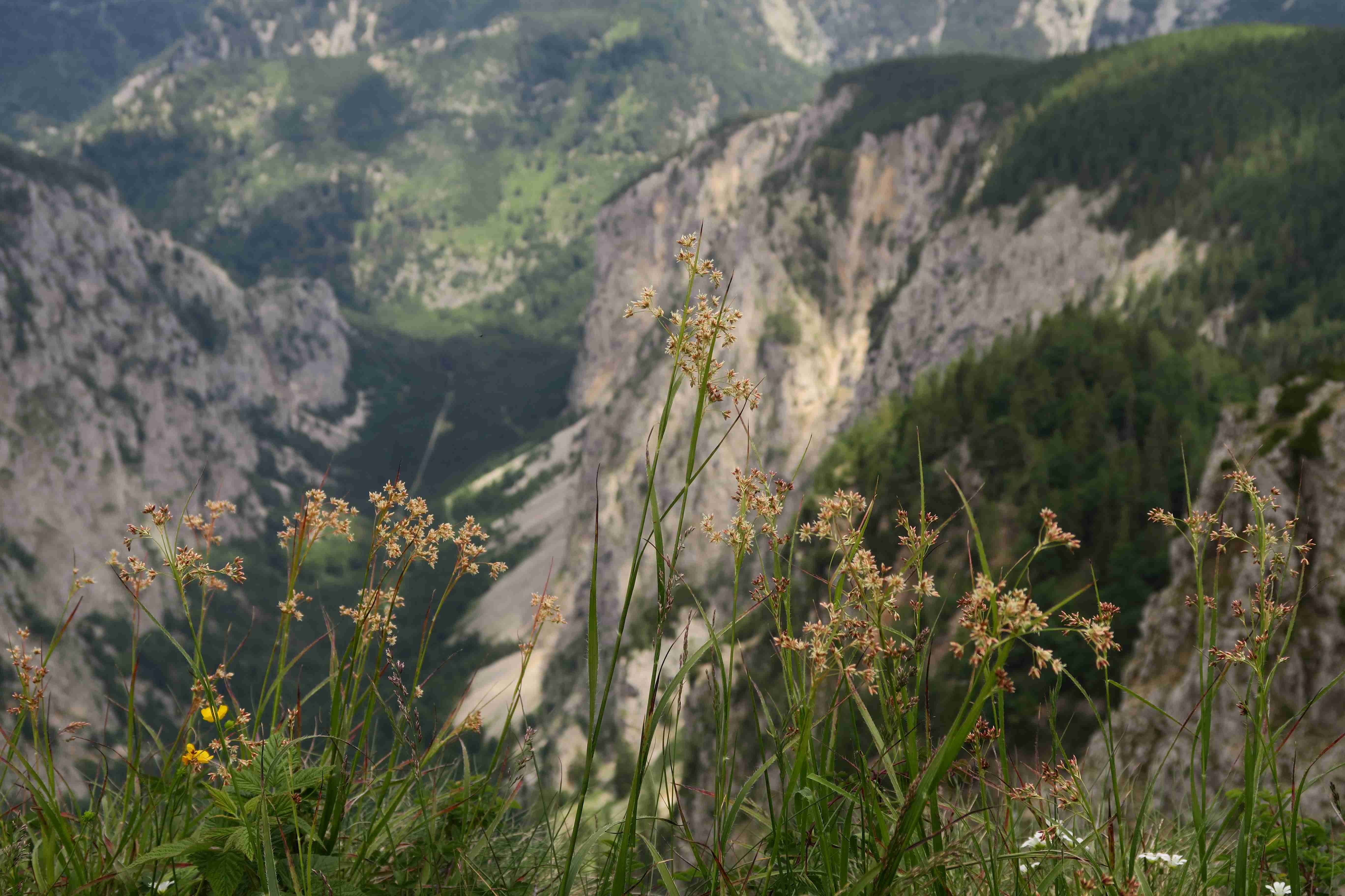 3 a Luzula sp., Rax Abbruchkante Höllentalblick  07.07.2021 C5X (1).jpg