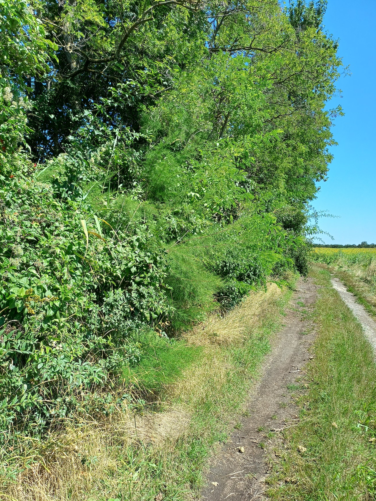 tamarix sp. zw. pischelsdorfer fischawiesen und fürbach gramatneusiedl 20230811_114155.jpg