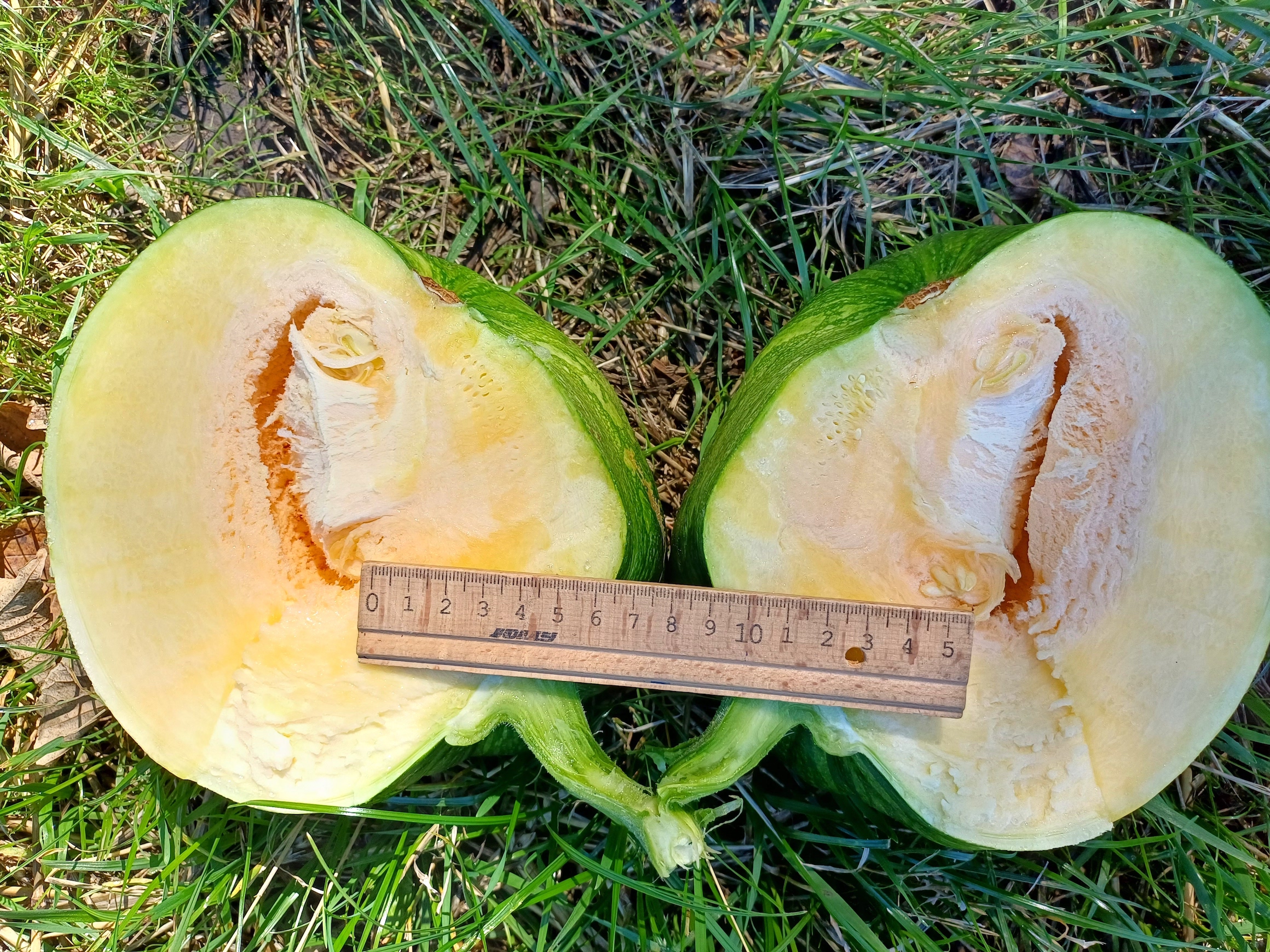 cucurbita cf. maxima pischelsdorfer fischawiesen gramatneusiedl 20230811_115624.jpg