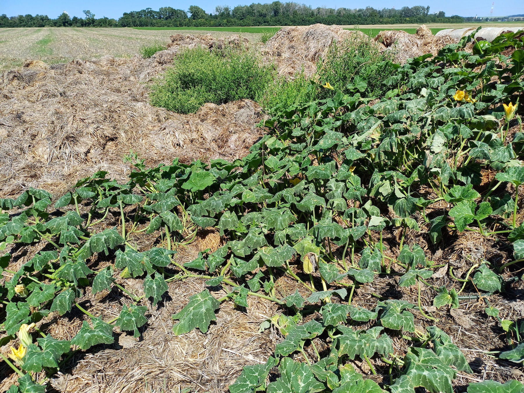 cucurbita cf. maxima pischelsdorfer fischawiesen gramatneusiedl 20230811_115327.jpg