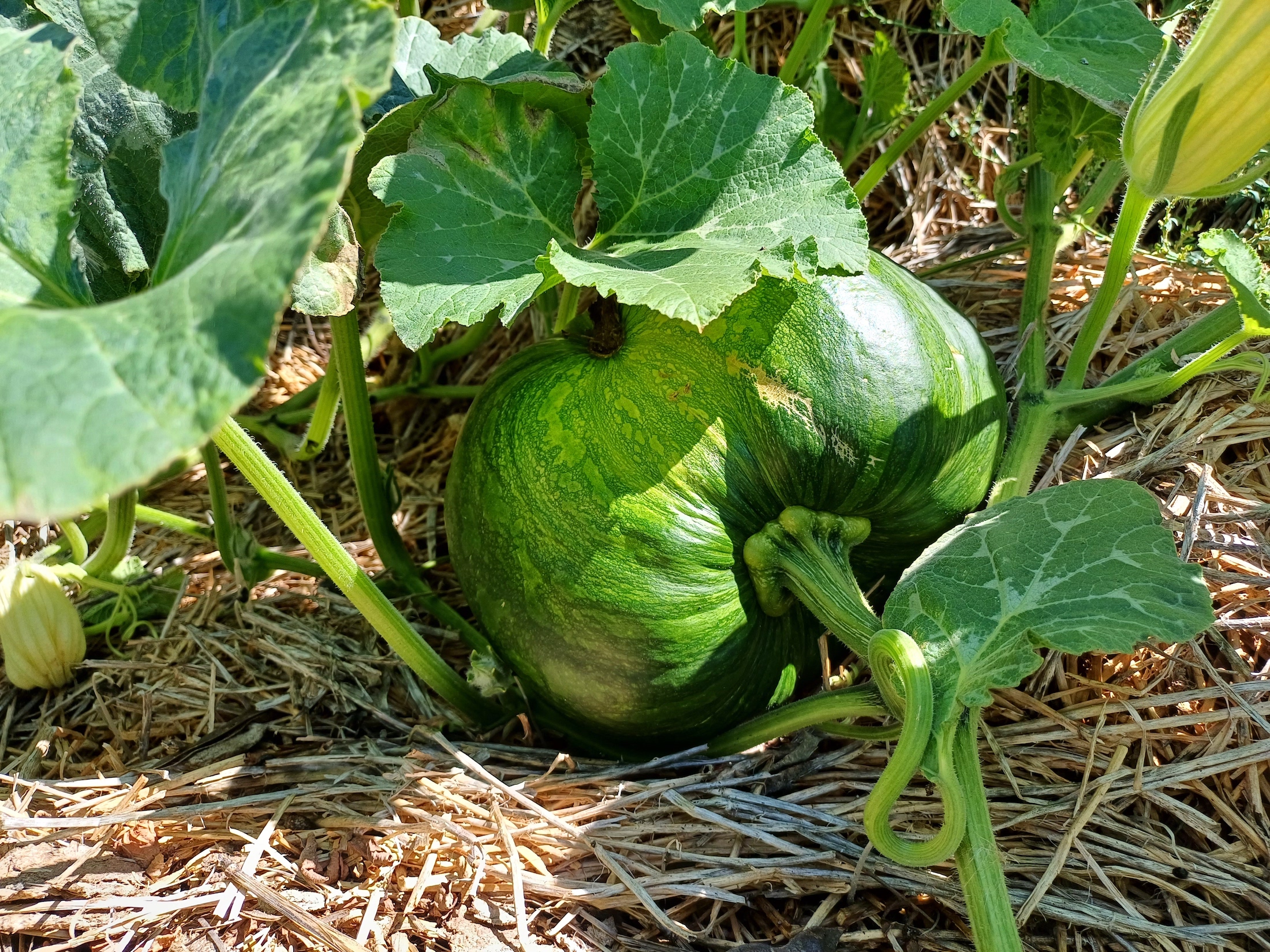 cucurbita cf. maxima pischelsdorfer fischawiesen gramatneusiedl 20230811_115420.jpg