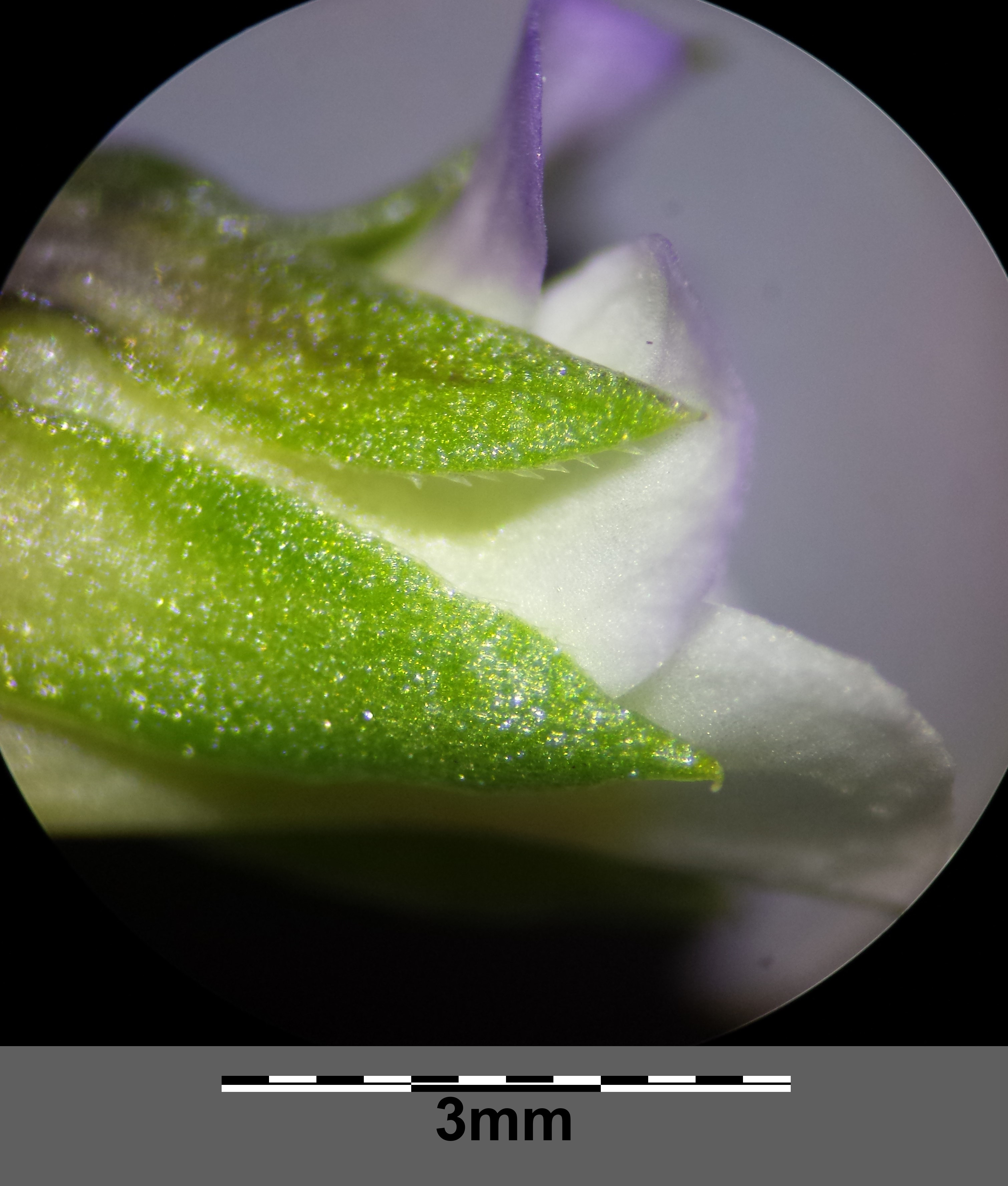 Viola kitaibeliana Mikro10.jpg