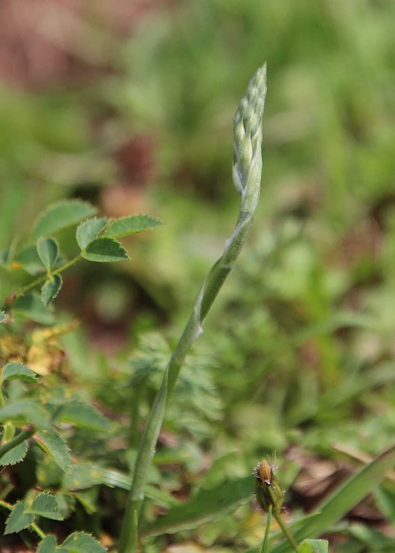 Lf - 16082023 - (149) - Spiranthes spiralis - Herbst-Wendelähre.JPG
