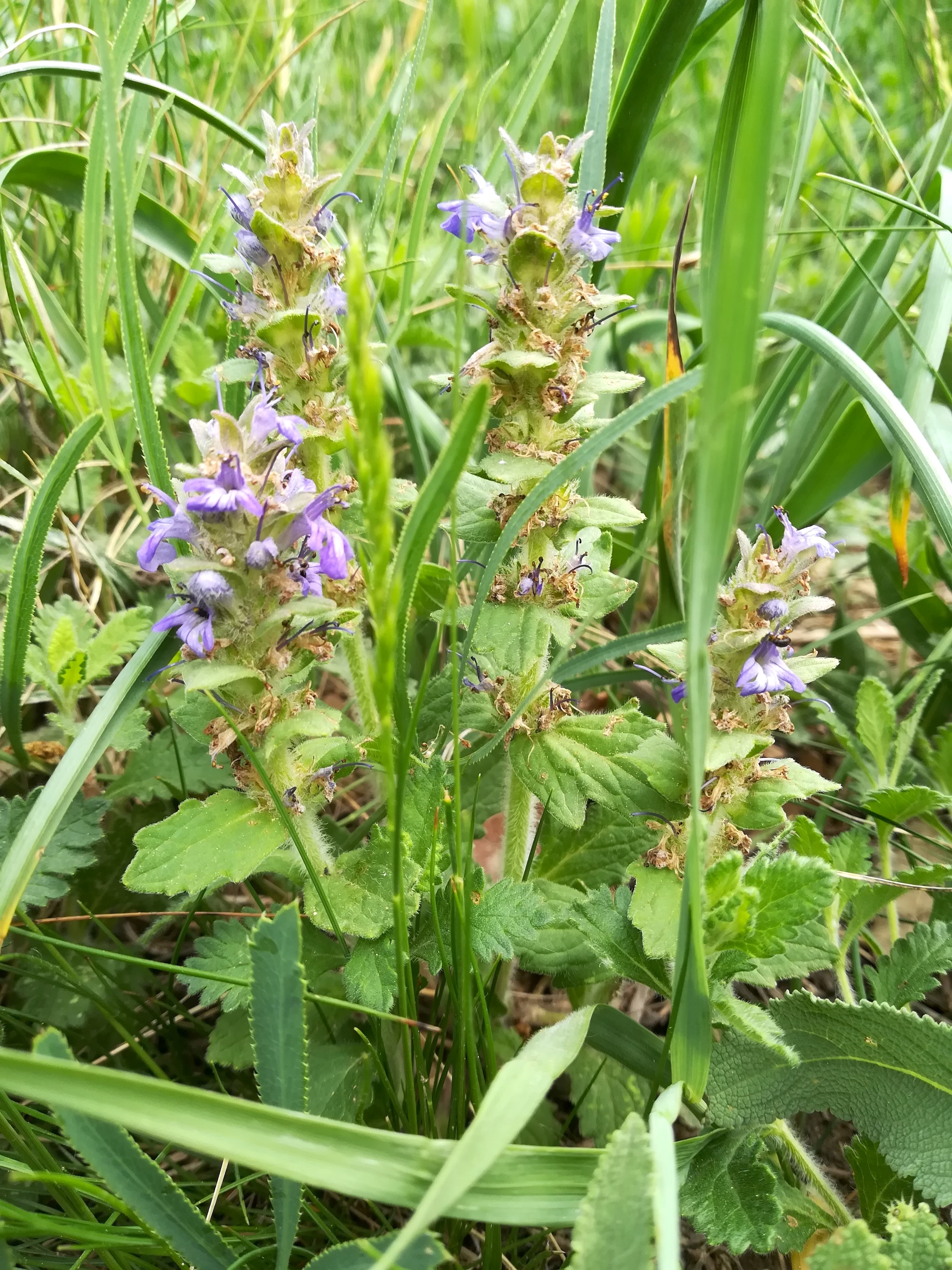 ajuga genevensis rauchenwarth_20180504_105459.jpg