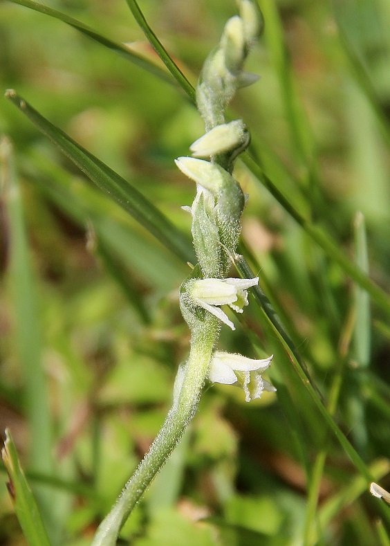 Lf - 16082023 - (150) - Spiranthes spiralis - Herbst-Wendelähre.JPG