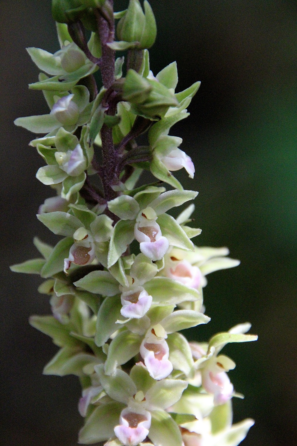 Lf - 16082023 - (160) - Epipactis purpurata - Violett-Ständelwurz.JPG