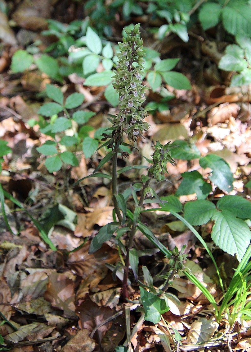 Lf - 16082023 - (161) - Epipactis purpurata - Violett-Ständelwurz.JPG