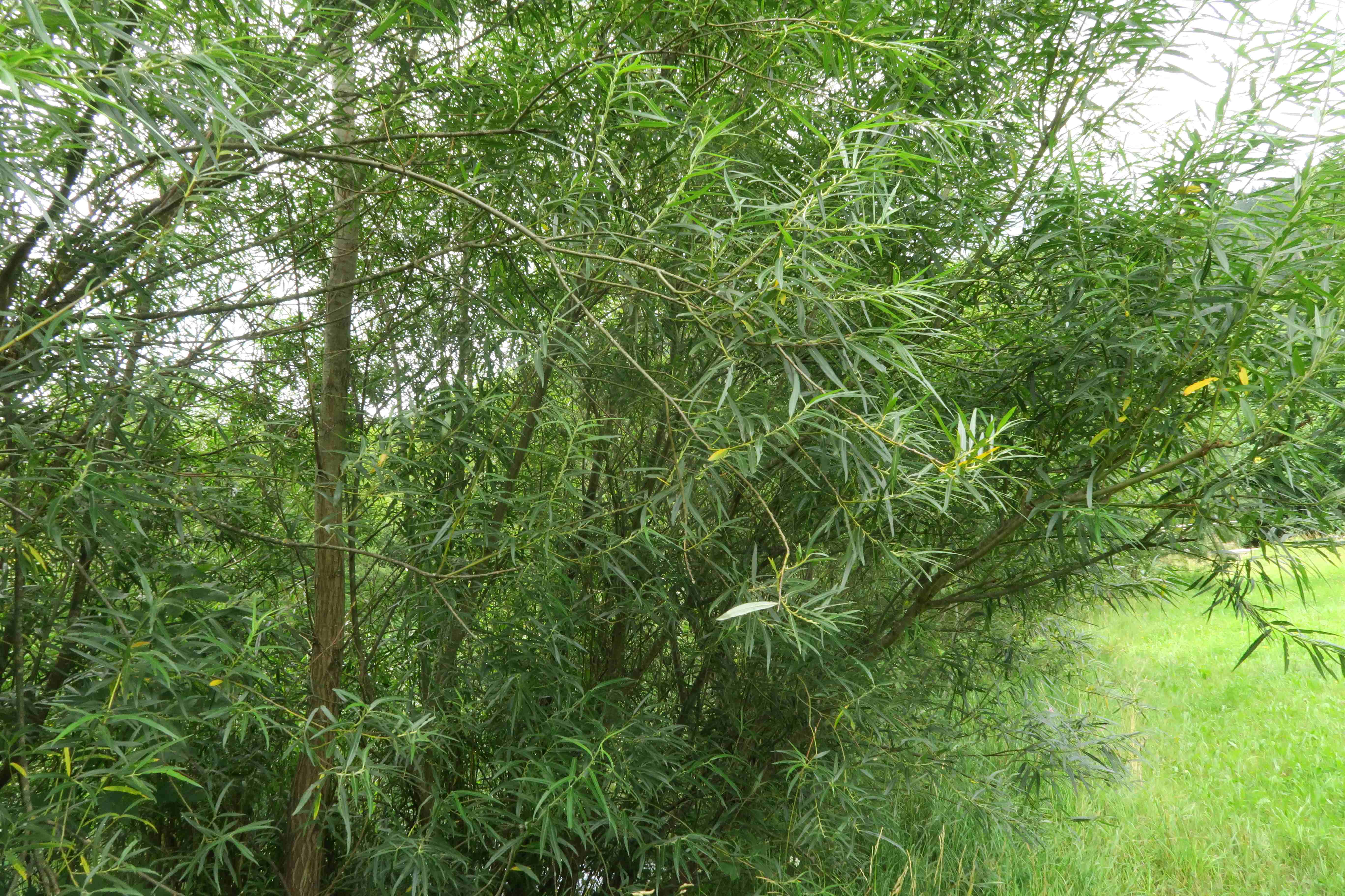 Salix viminalis Korb-Weide ((Hörandl Nr.28), Mürzufer bei Wehr Mürzuschlag Au 22.07.2019 C5X ( (8).jpg