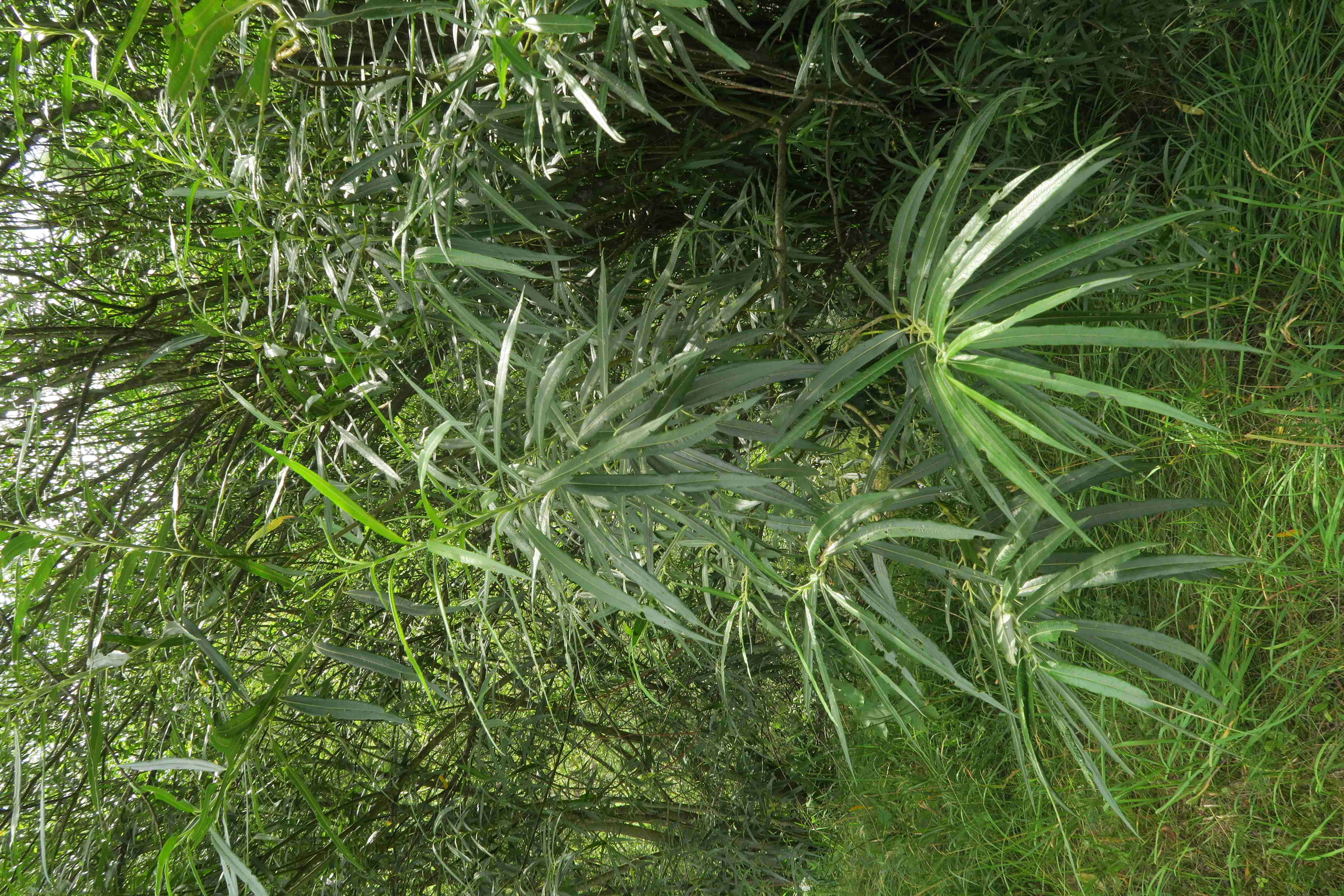 Salix viminalis Korb-Weide ((Hörandl Nr.28), Mürzufer bei Wehr Mürzuschlag Au 22.07.2019 C5X ( (6).jpg