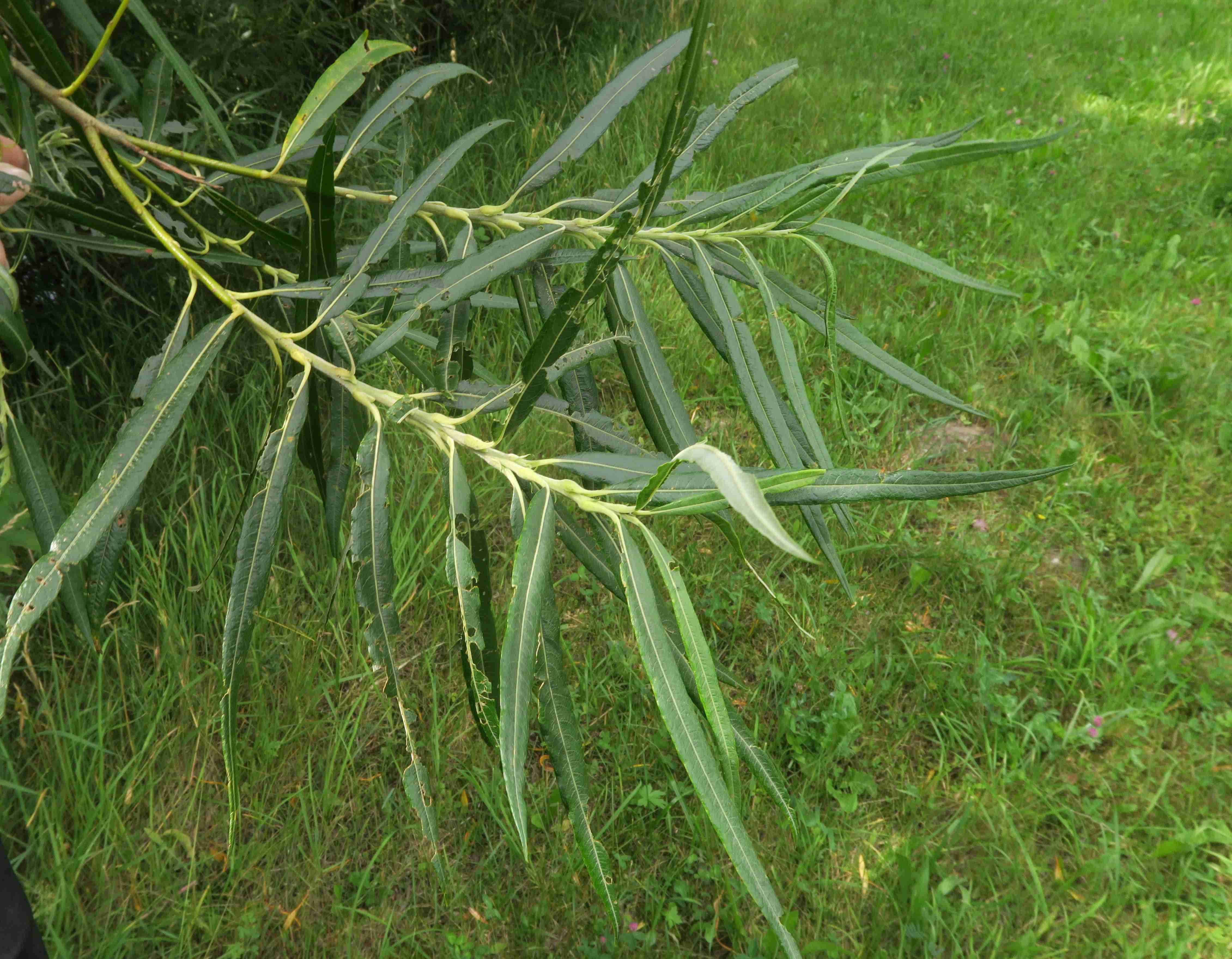 Salix viminalis Korb-Weide ((Hörandl Nr.28), Mürzufer bei Wehr Mürzuschlag Au 22.07.2019 C5X ( (3).jpg