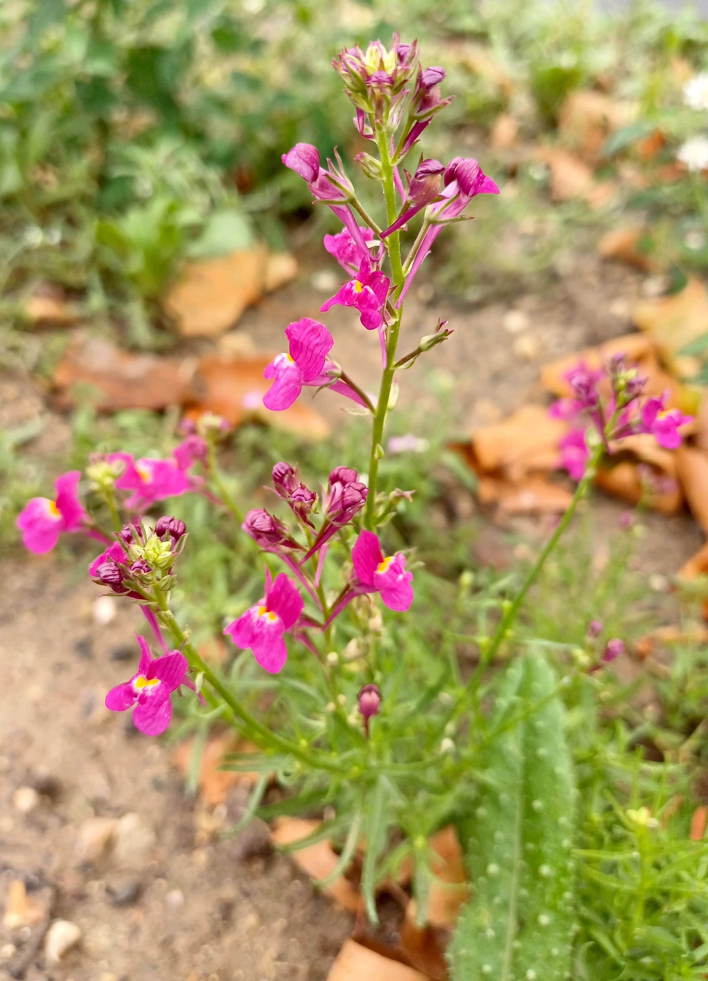 cf. linaria maroccana rue fabert paris frankreich 20230803_113040.jpg