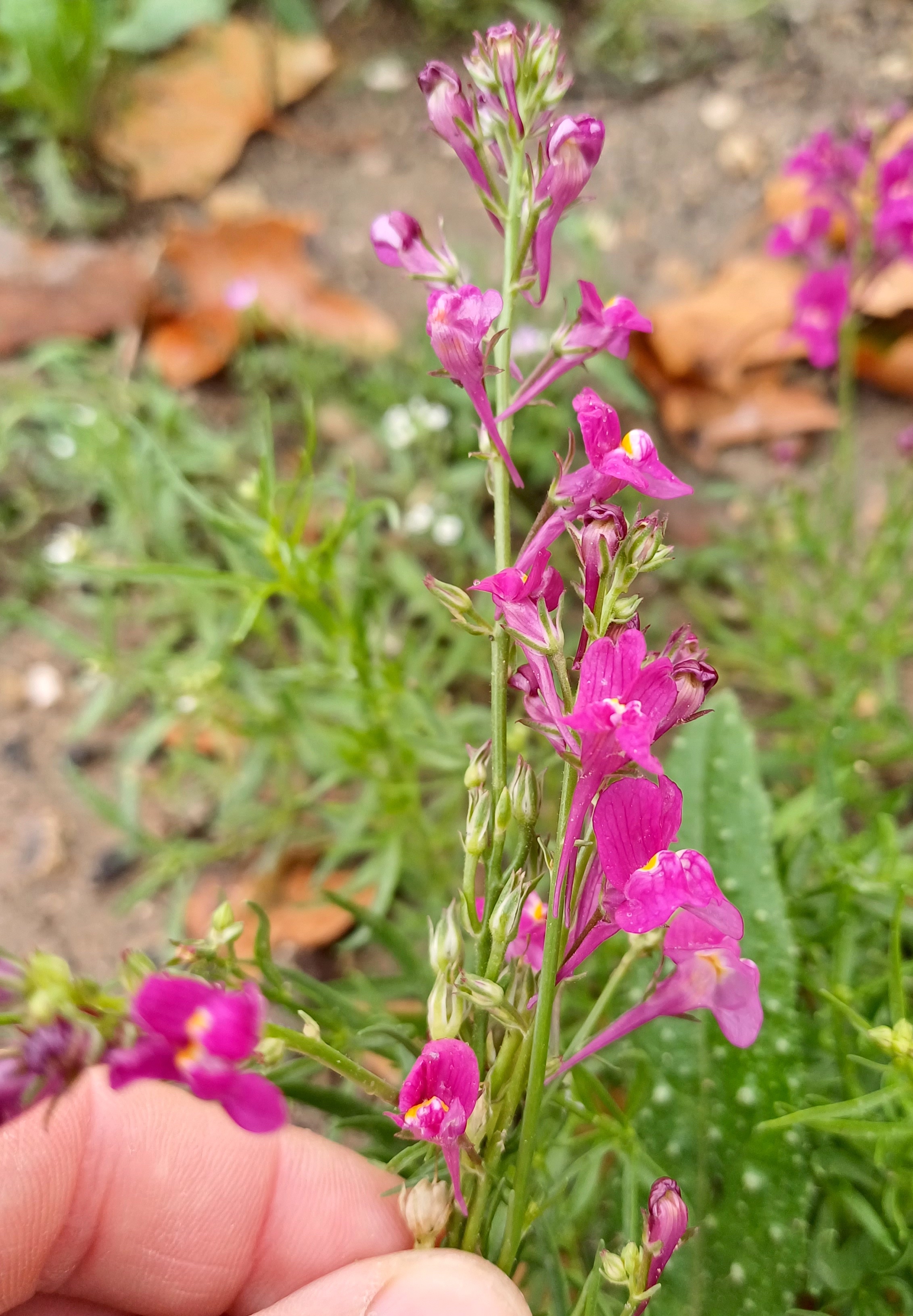 cf. linaria maroccana rue fabert paris frankreich 20230803_113058.jpg