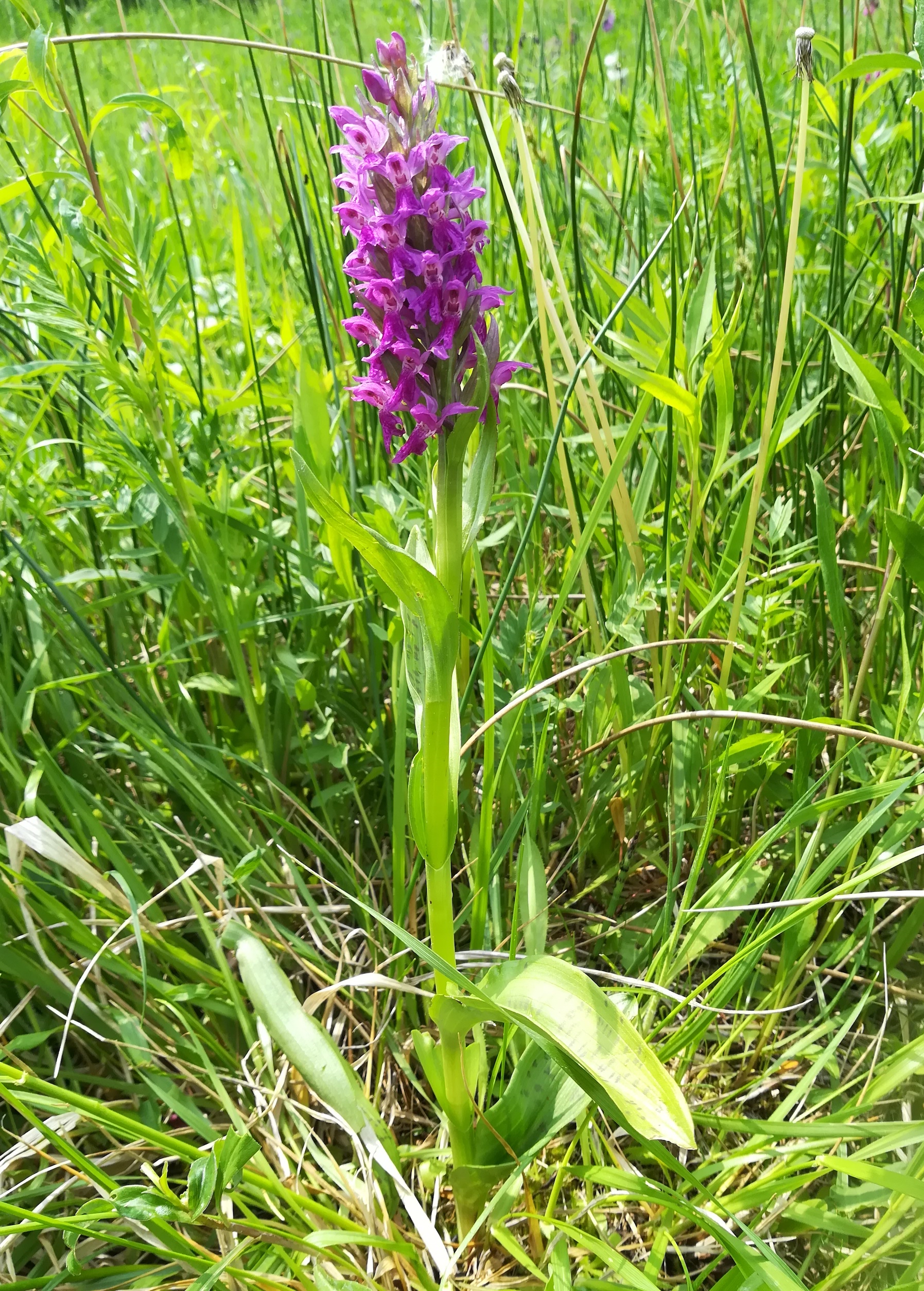 dactylorhiza majalis wienerherberg_20180504_132737.jpg