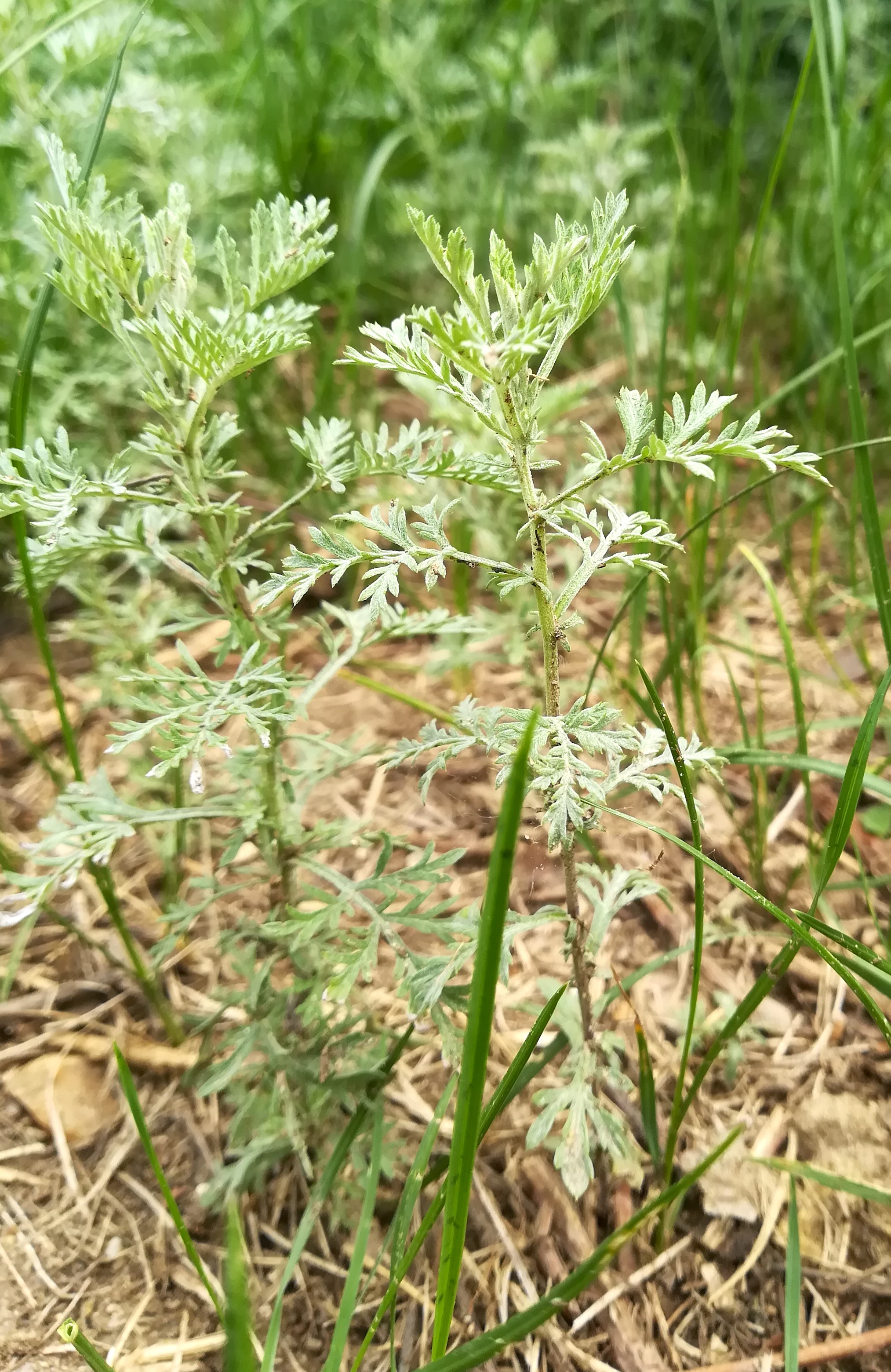 artemisia pontica_20180504_115058.jpg