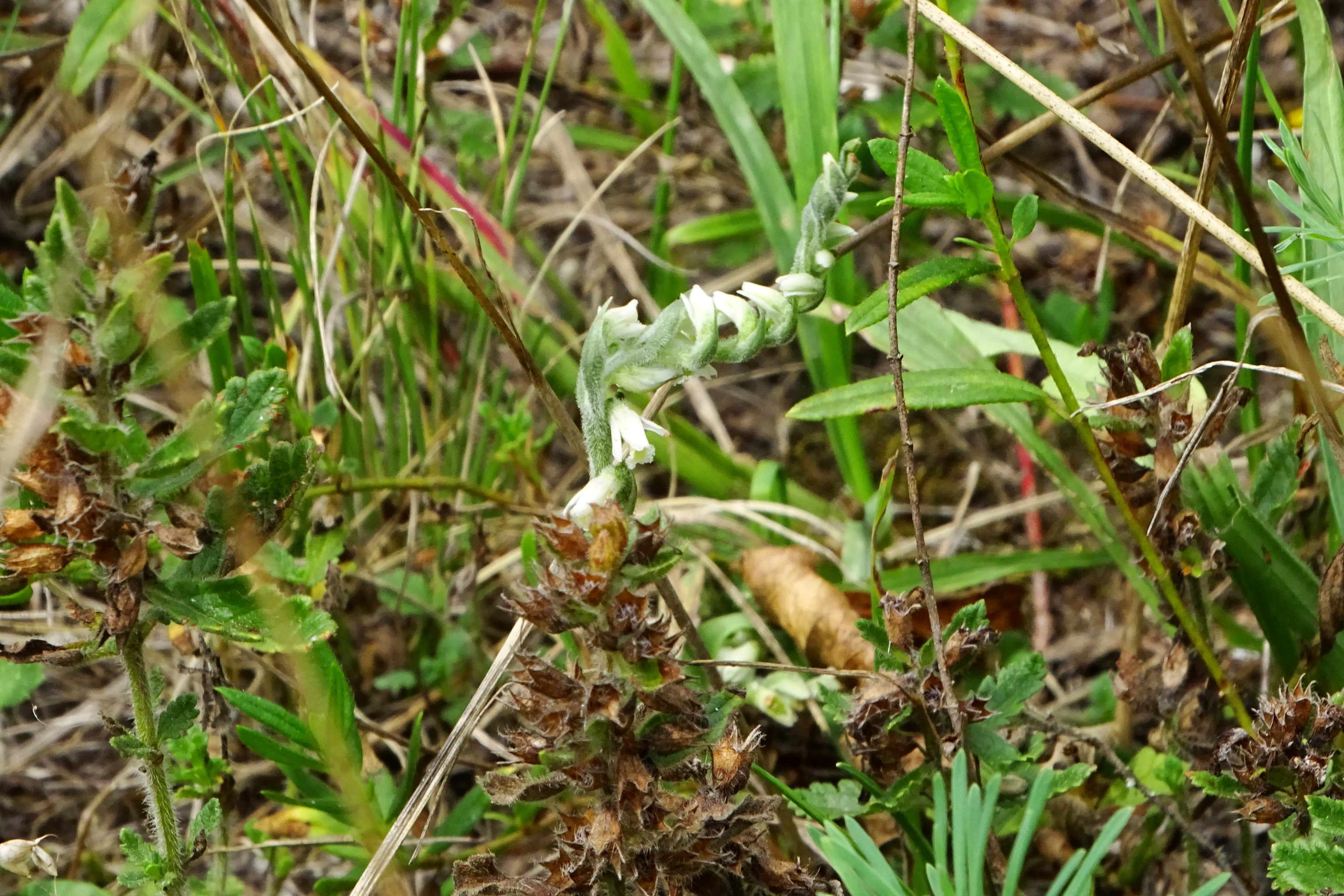 DSC00366 spiranthes spiralis, wr. lobau, 2023-08-26.jpg
