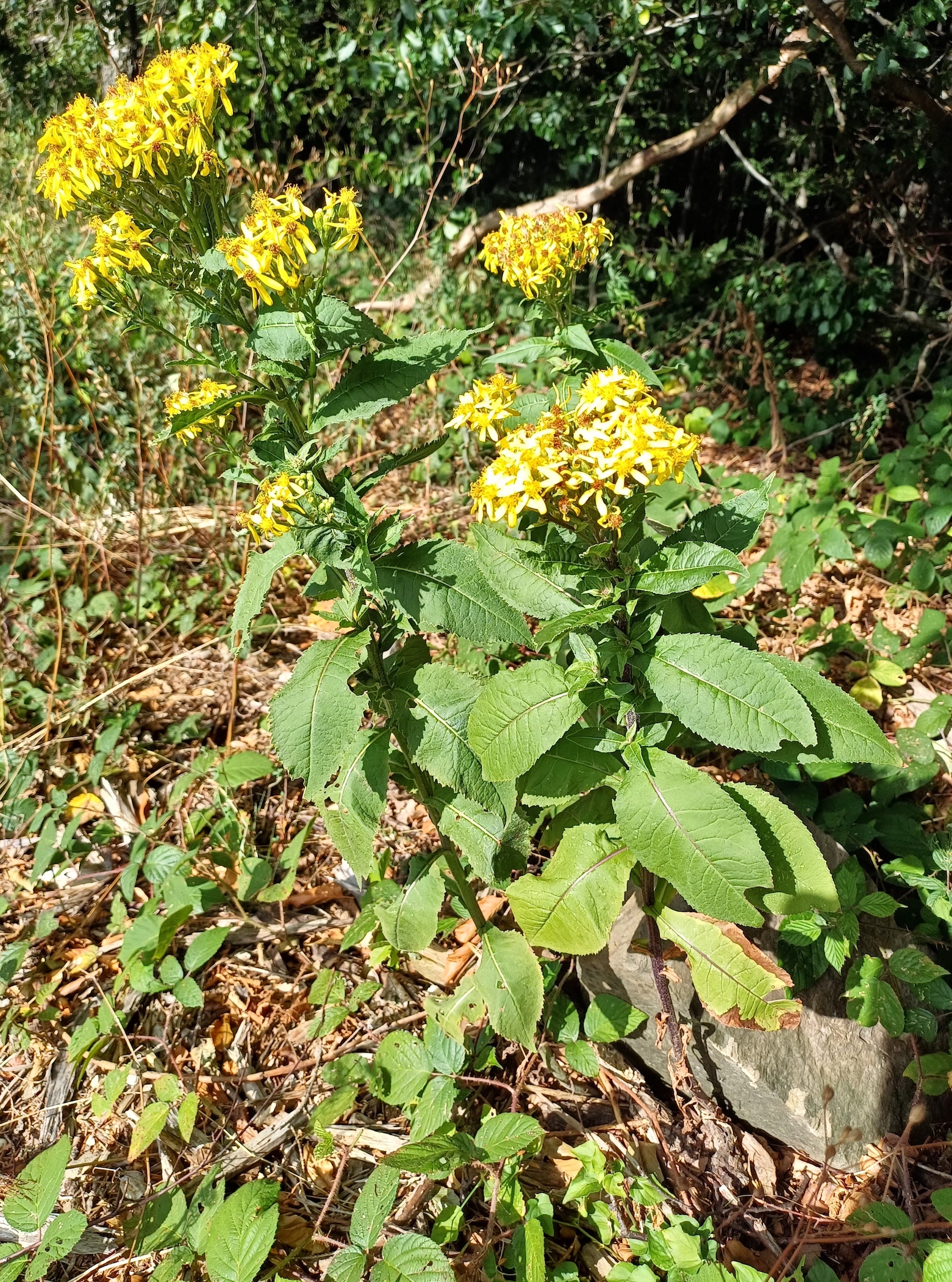 senecio cf. nemorensis subsp. jacquinianus schöpflhütte schöpfl 20230827_094810.jpg