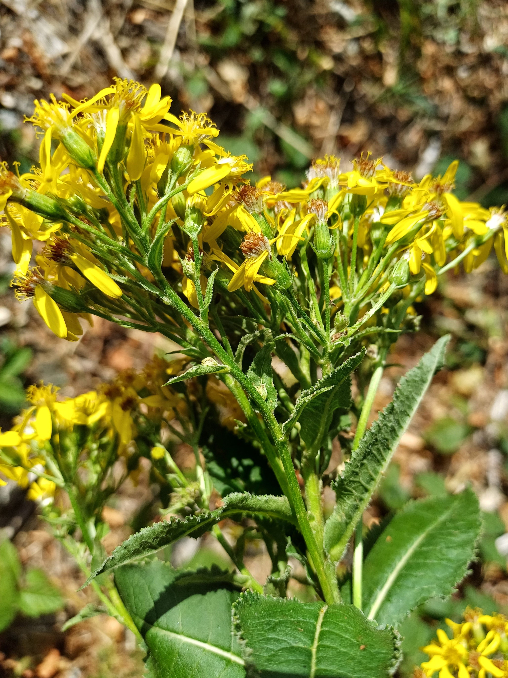 senecio cf. nemorensis subsp. jacquinianus schöpflhütte schöpfl 20230827_094845.jpg