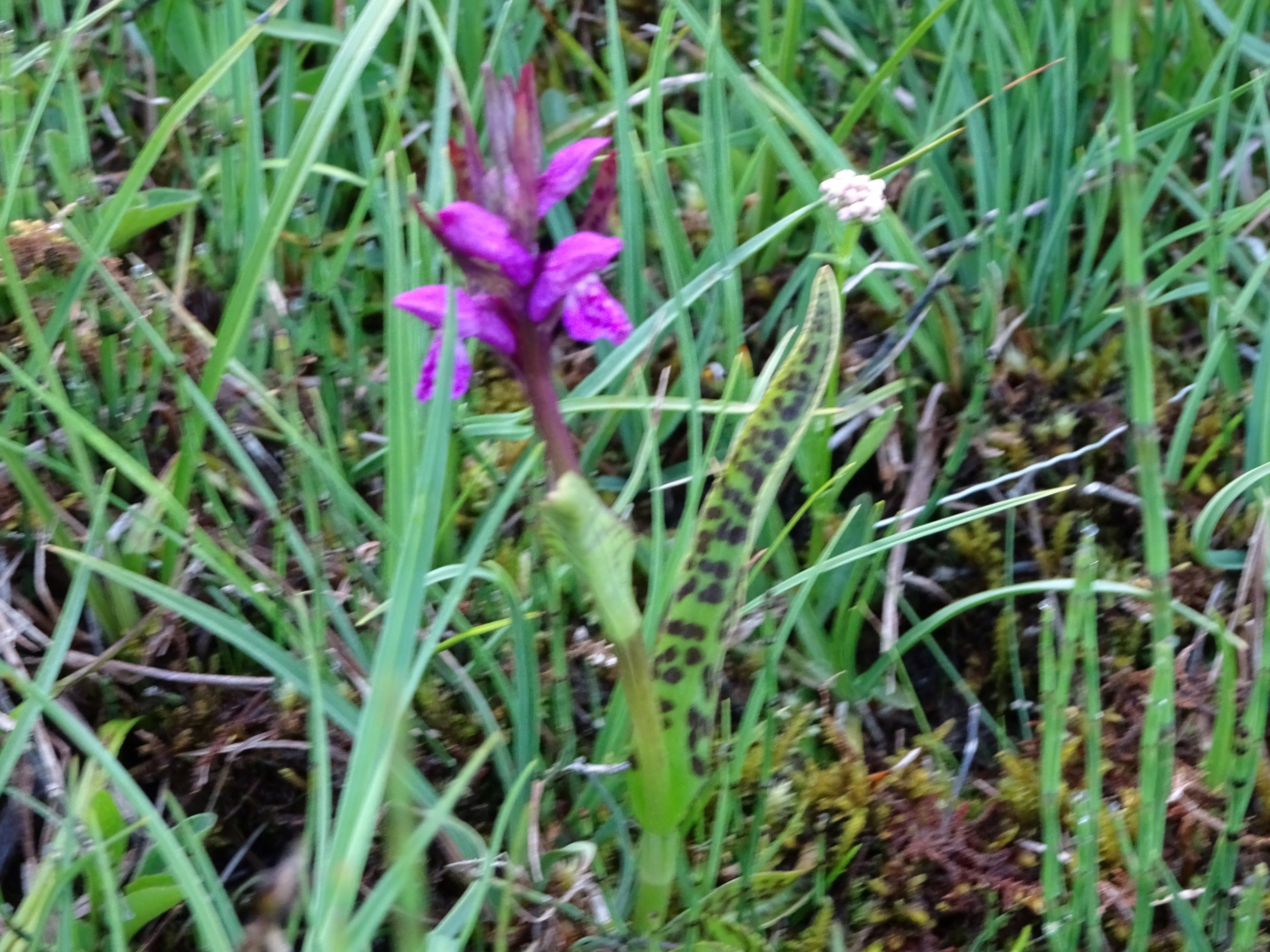 DSC03641 dactylorhiza, oberstes seidlwinkltal, 2021-06-15.jpg