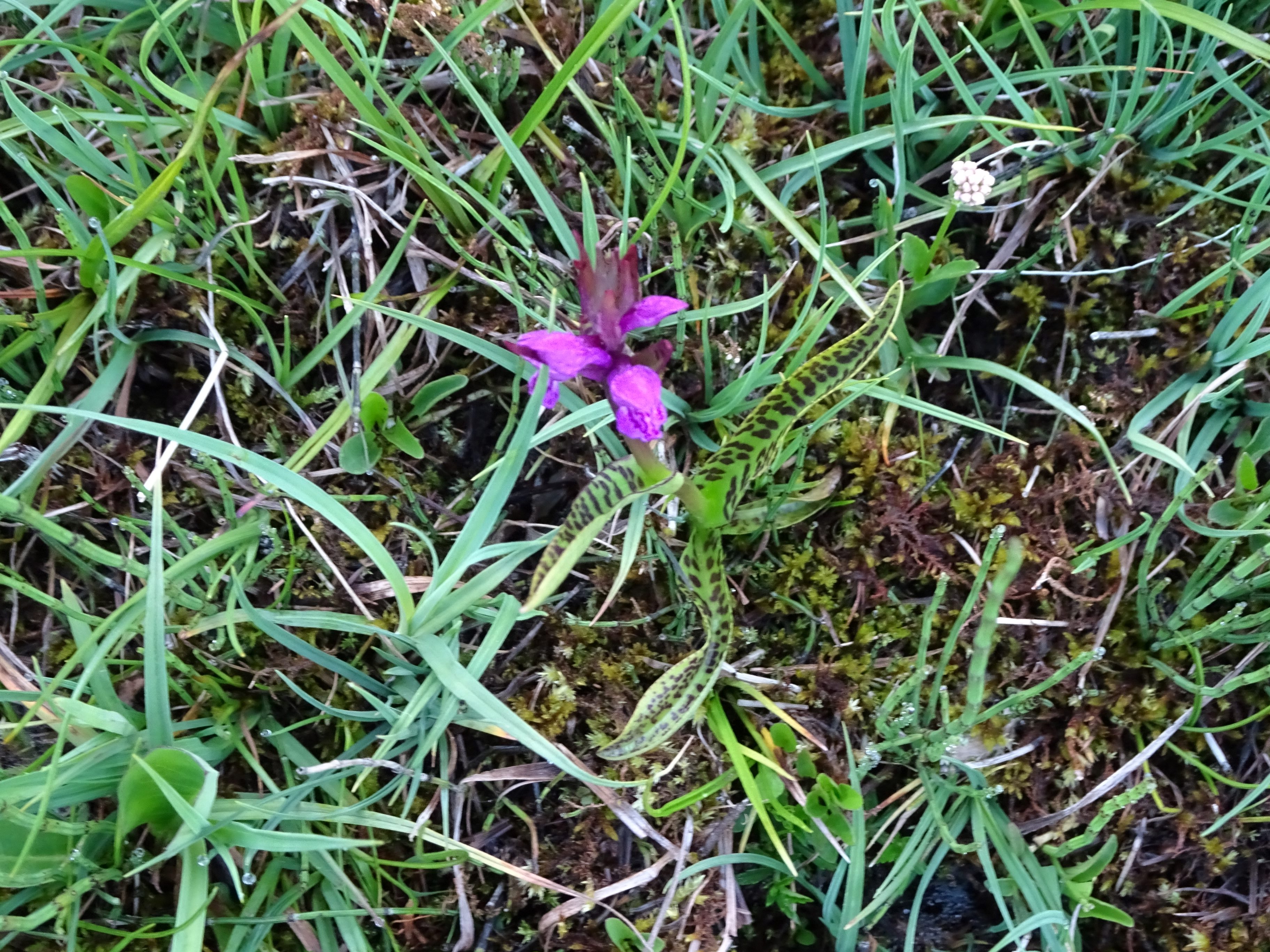 DSC03642 dactylorhiza, oberstes seidlwinkltal, 2021-06-15.jpg