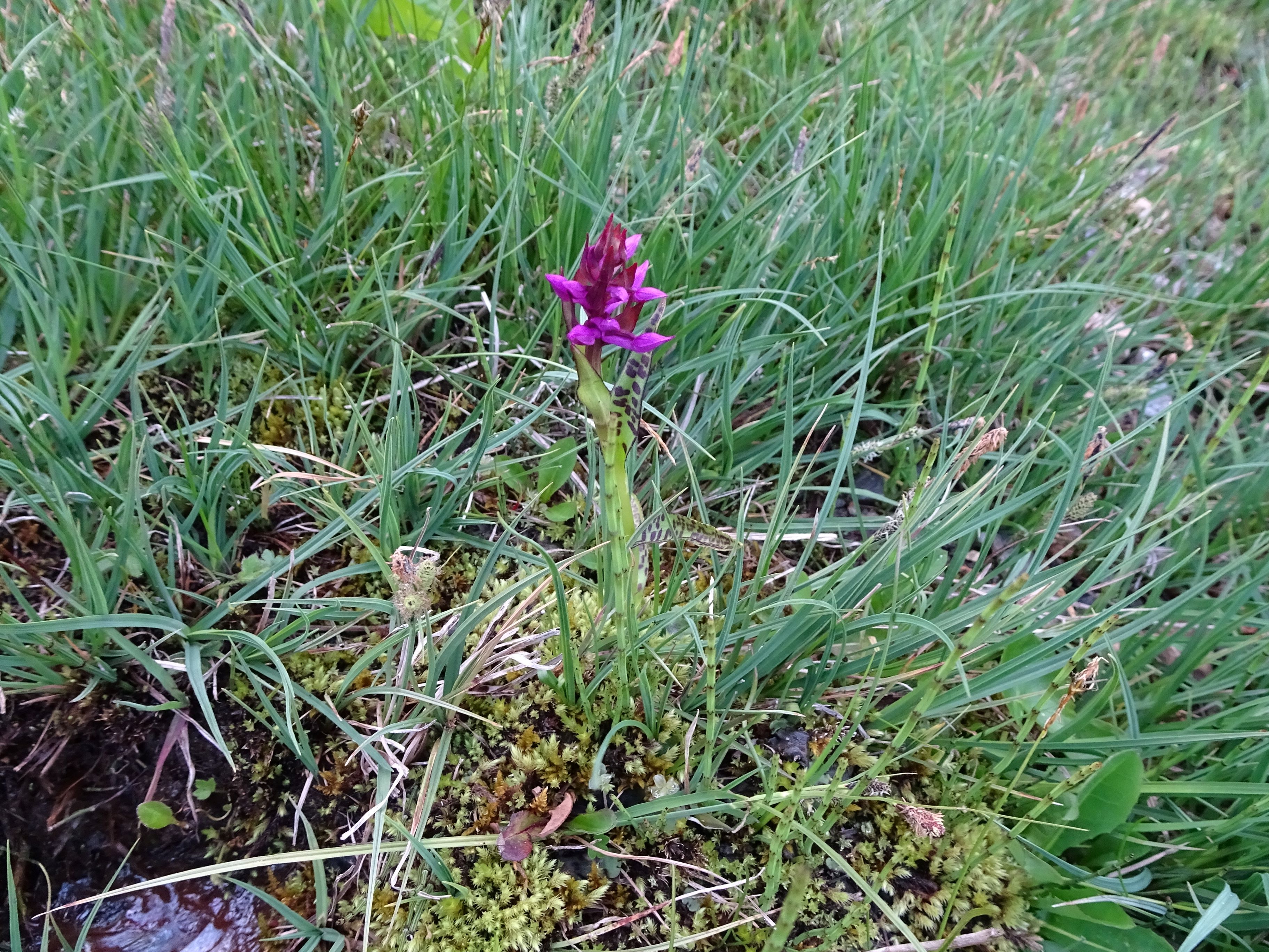 DSC03647 dactylorhiza, oberstes seidlwinkltal, 2021-06-15.jpg