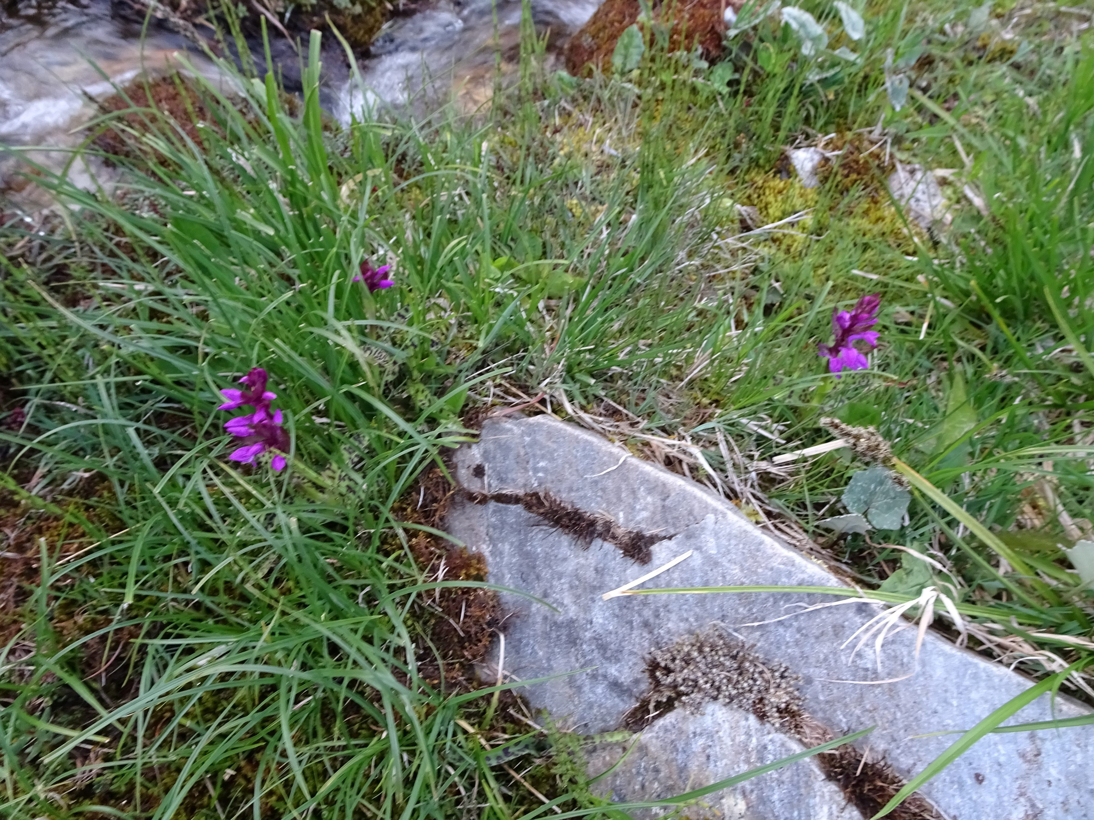 DSC03649 dactylorhiza, oberstes seidlwinkltal, 2021-06-15.jpg