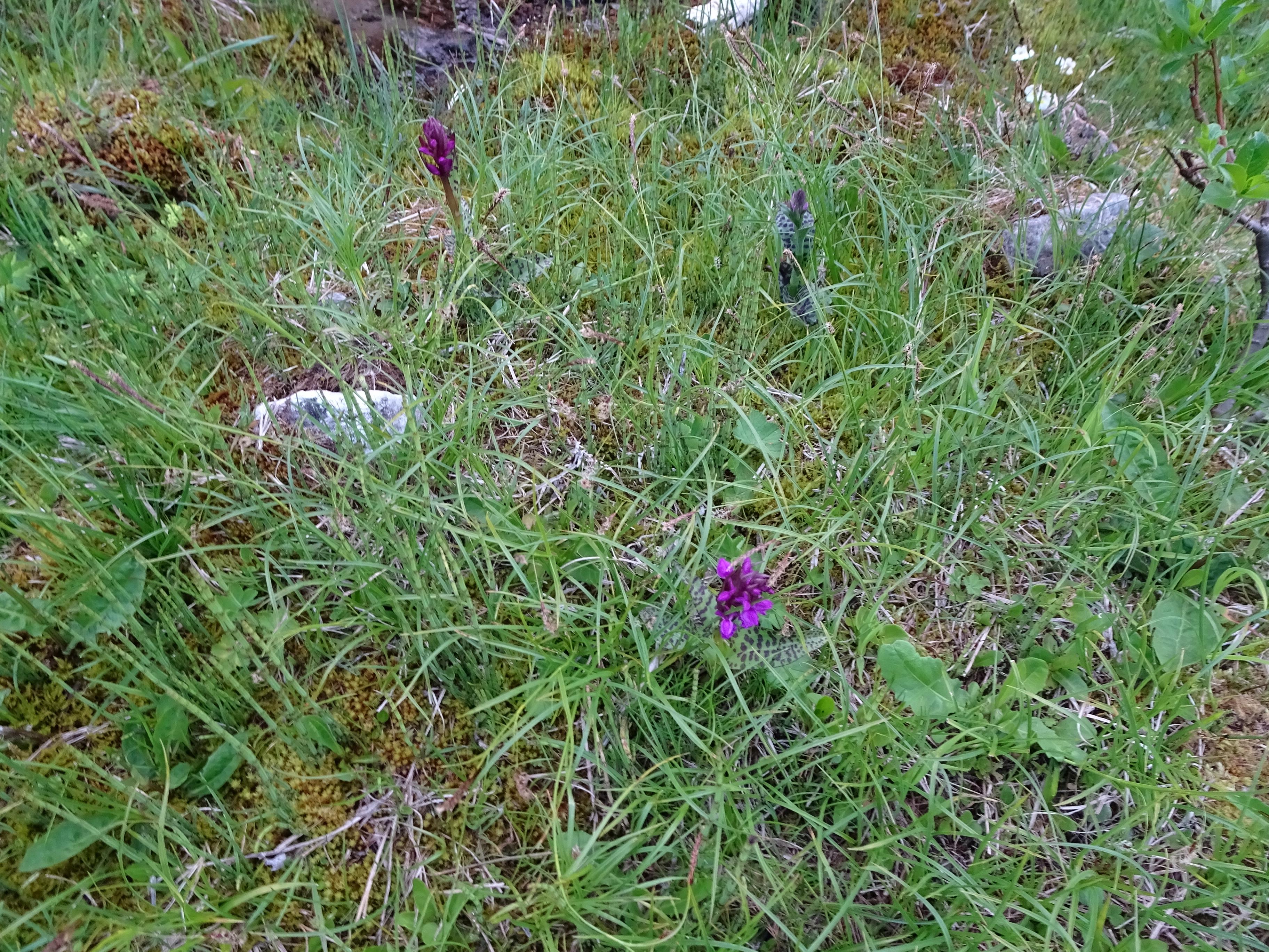 DSC03654 dactylorhiza, oberstes seidlwinkltal, 2021-06-15.jpg