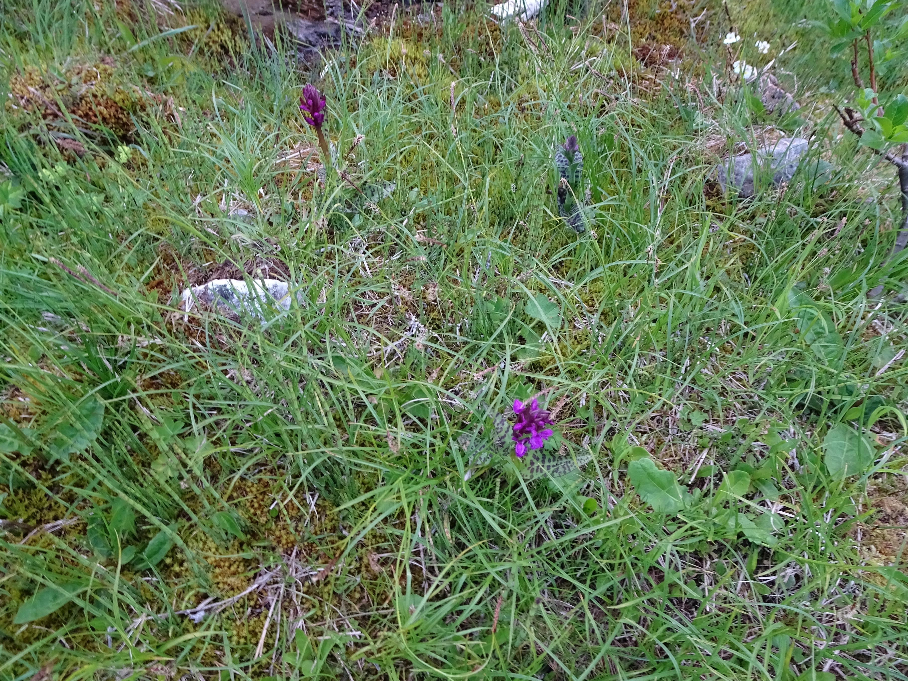 DSC03654 dactylorhiza, oberstes seidlwinkltal, 2021-06-15.jpg