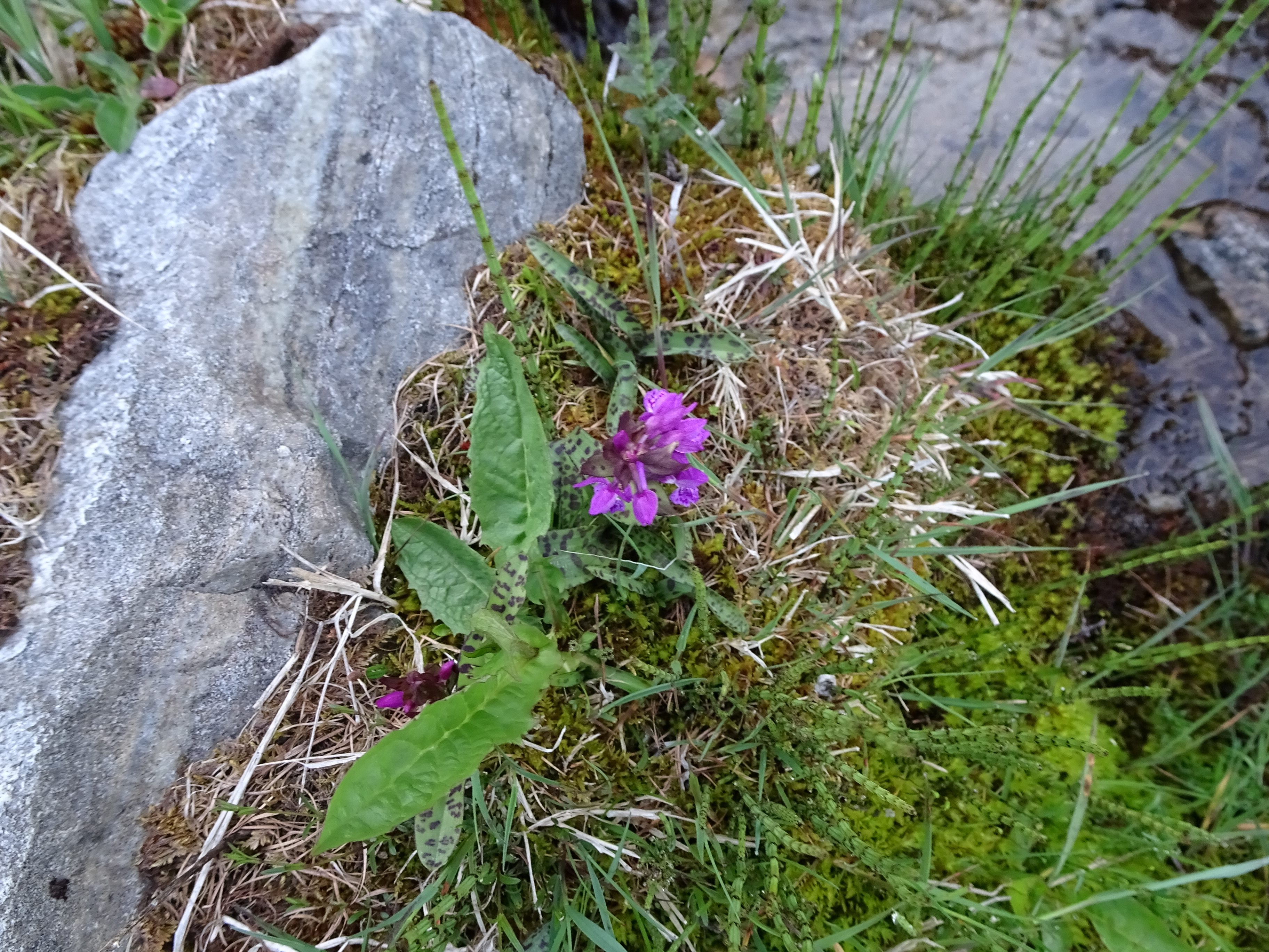 DSC03655 dactylorhiza, oberstes seidlwinkltal, 2021-06-15.jpg