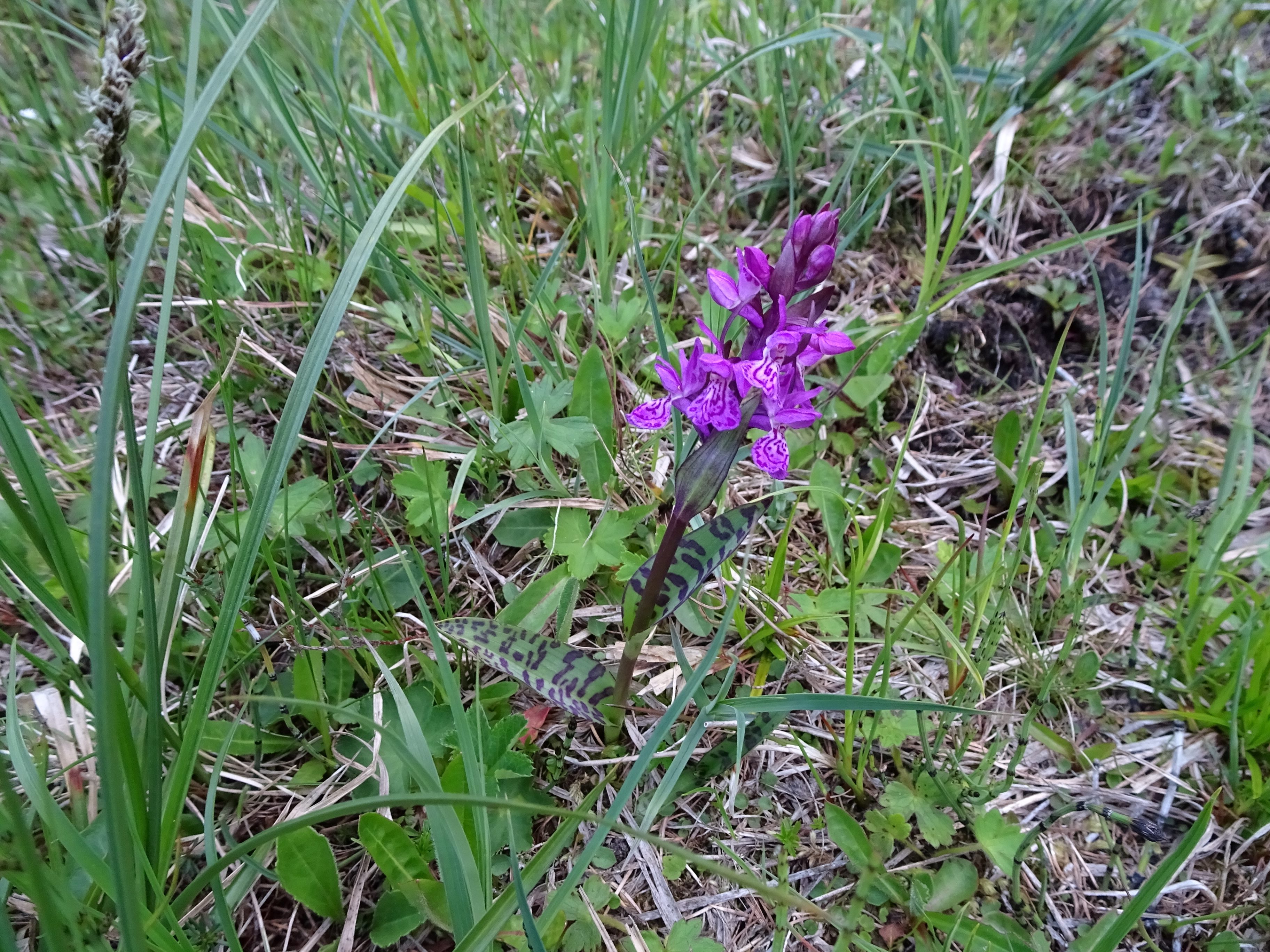 DSC03663 dactylorhiza, oberstes seidlwinkltal, 2021-06-15.jpg