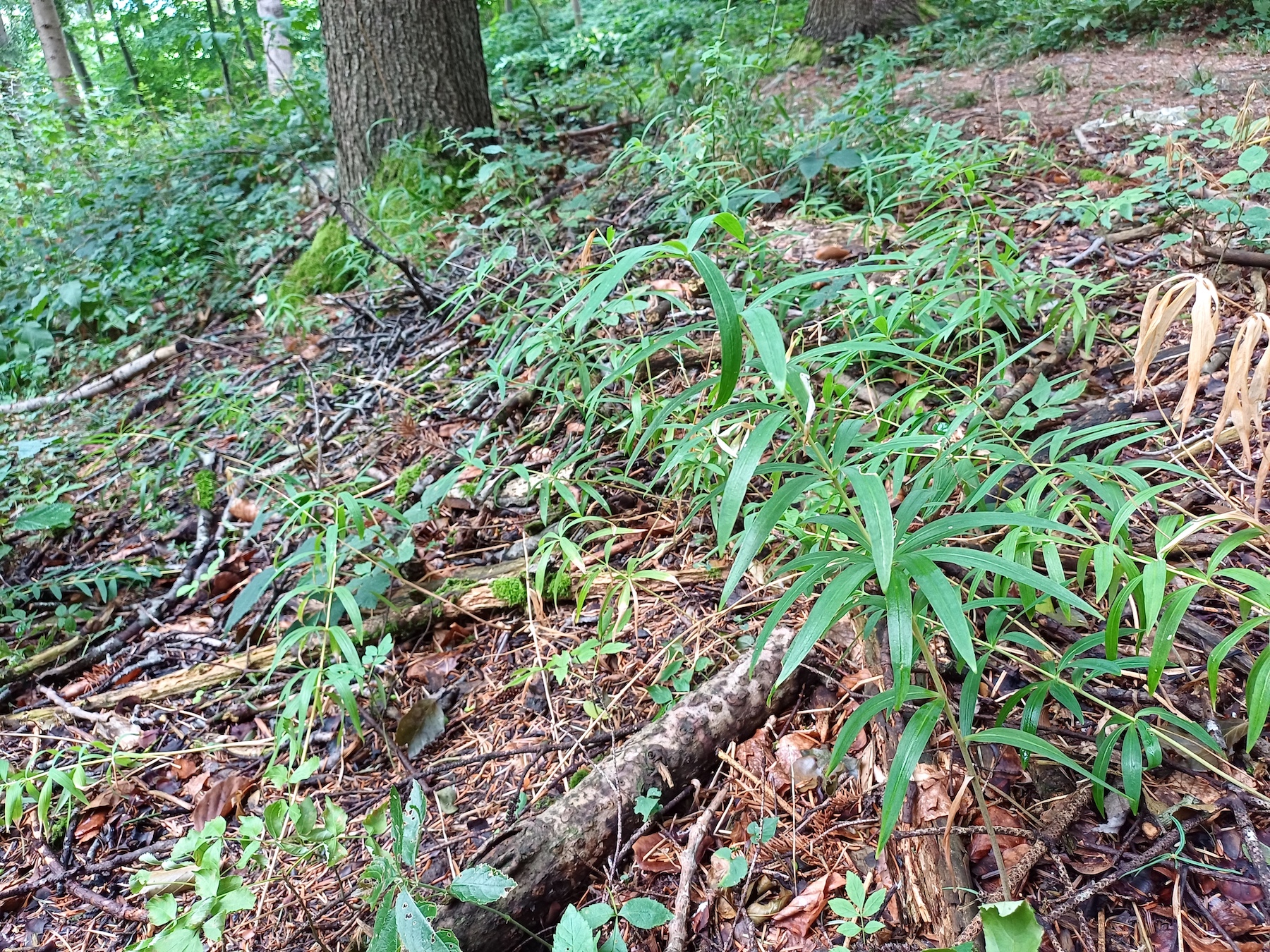 polygonatum verticillatum kleindurlas bei michelbach nähe hainfeld 20230828_134020.jpg