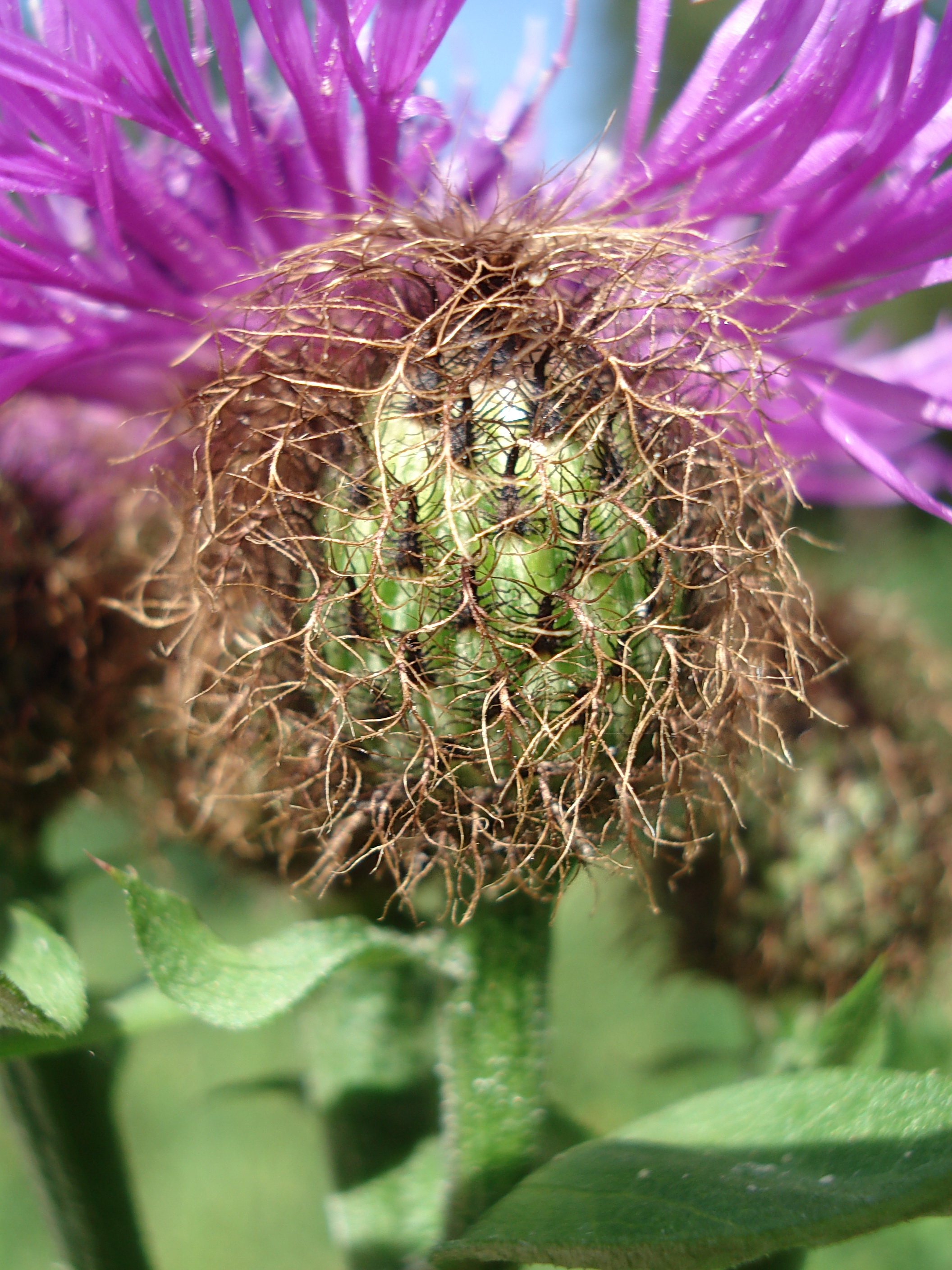 Centaurea.pseudophrygia.St-Seckauer.T.-Hagenbachgr..JPG