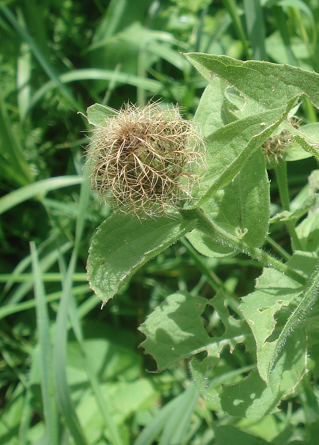 Centaurea.stenolepis.var.cetica.cf.St-Schrauding.bei.Frohnleiten. 2.Juli.23.JPG