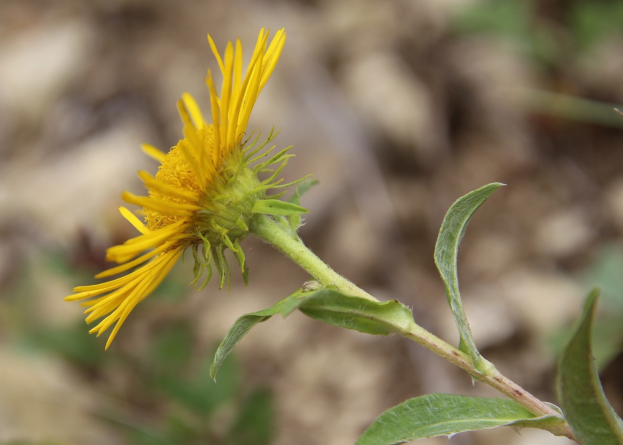 WW - l - 03092023 - (24) - Inula salicina - Weidenblättriger Alant.JPG