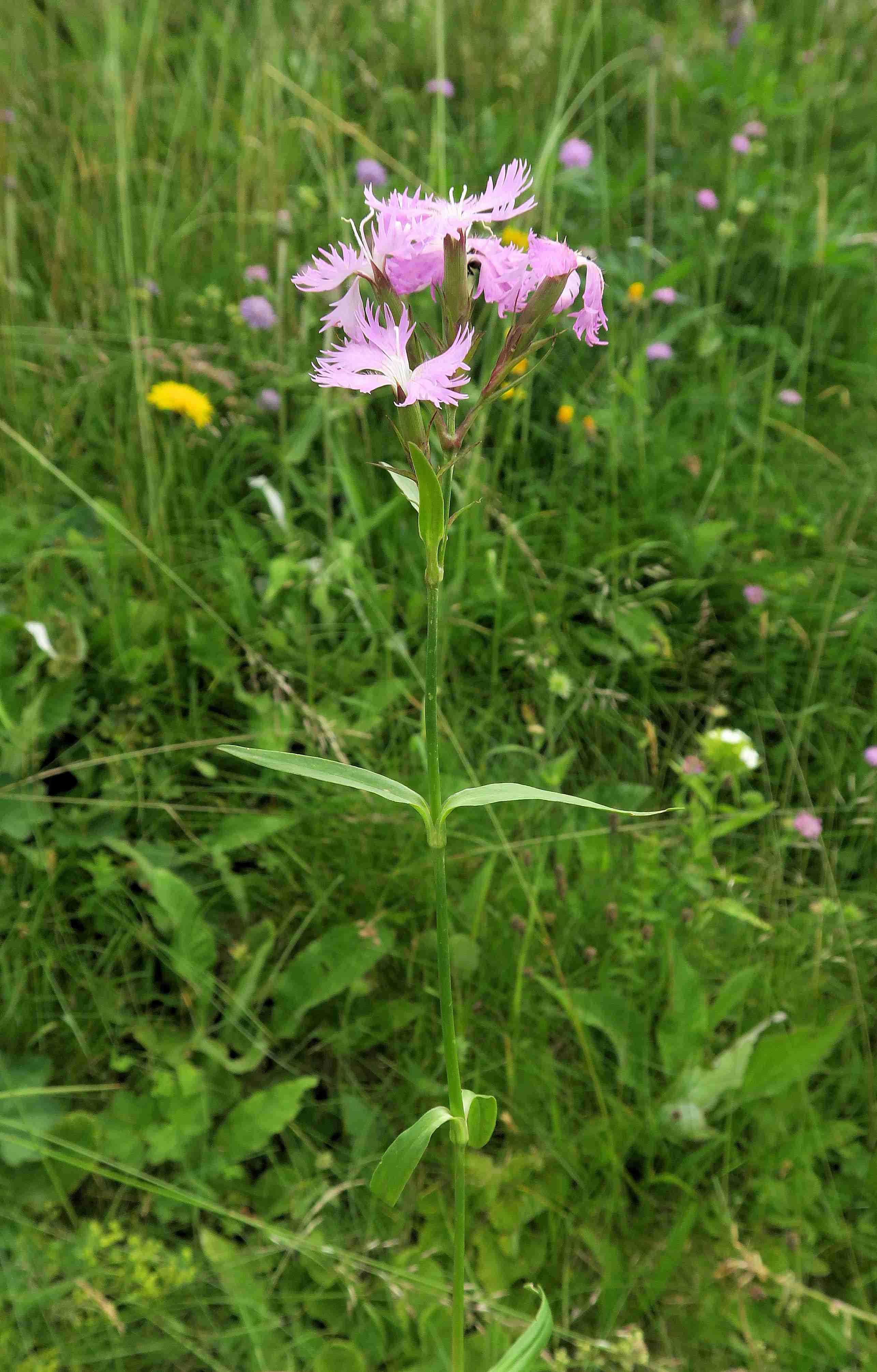 Dianthus plumarius agg. Artengruppe Feder-Nelke (hybrid)), extens. Weide-Böschung St. Lorenzen 07.07.2023 C5X2 (4).jpg