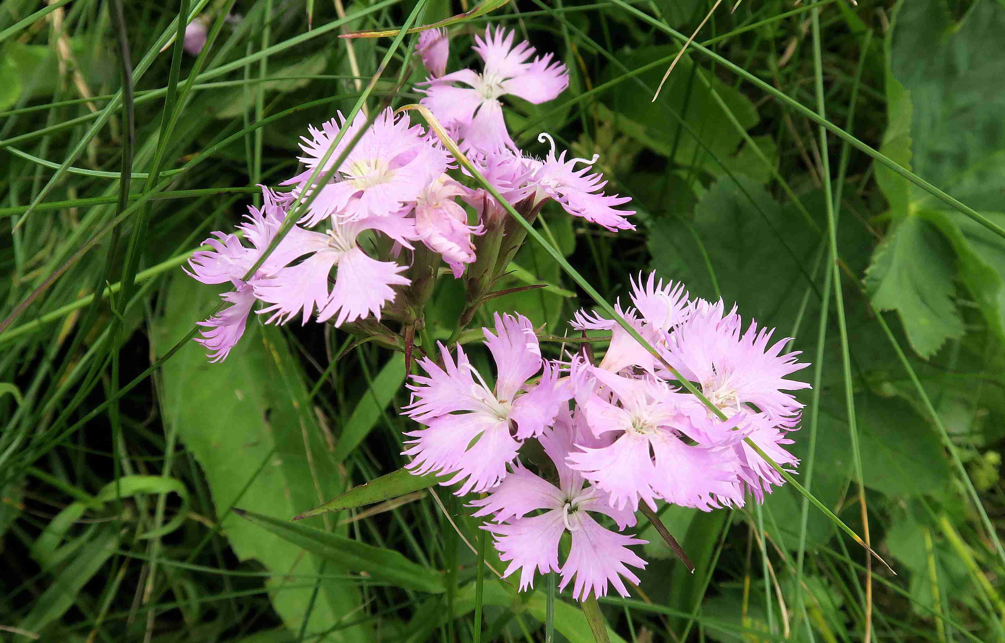 Dianthus plumarius agg. Artengruppe Feder-Nelke (hybrid)), extens. Weide-Böschung St. Lorenzen 07.07.2023 C5X2 (1).jpg