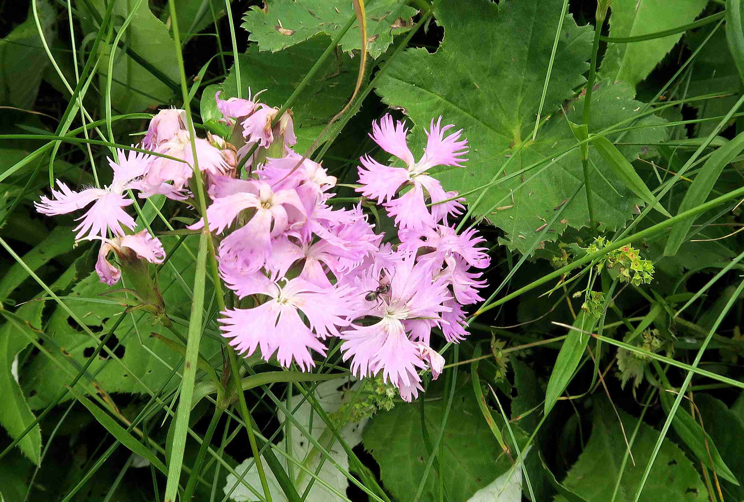 Dianthus plumarius agg. Artengruppe Feder-Nelke (hybrid)), extens. Weide-Böschung St. Lorenzen 07.07.2023 C5X2 (3).jpg