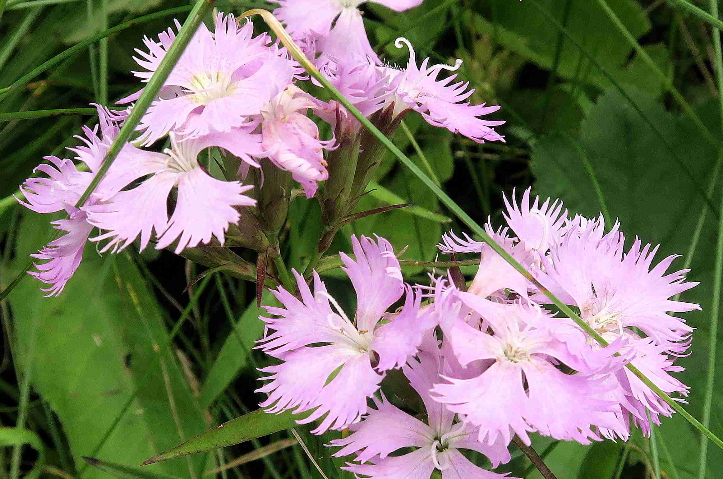 Dianthus plumarius agg. Artengruppe Feder-Nelke (hybrid)), extens. Weide-Böschung St. Lorenzen 07.07.2023 C5X2 (2).jpg