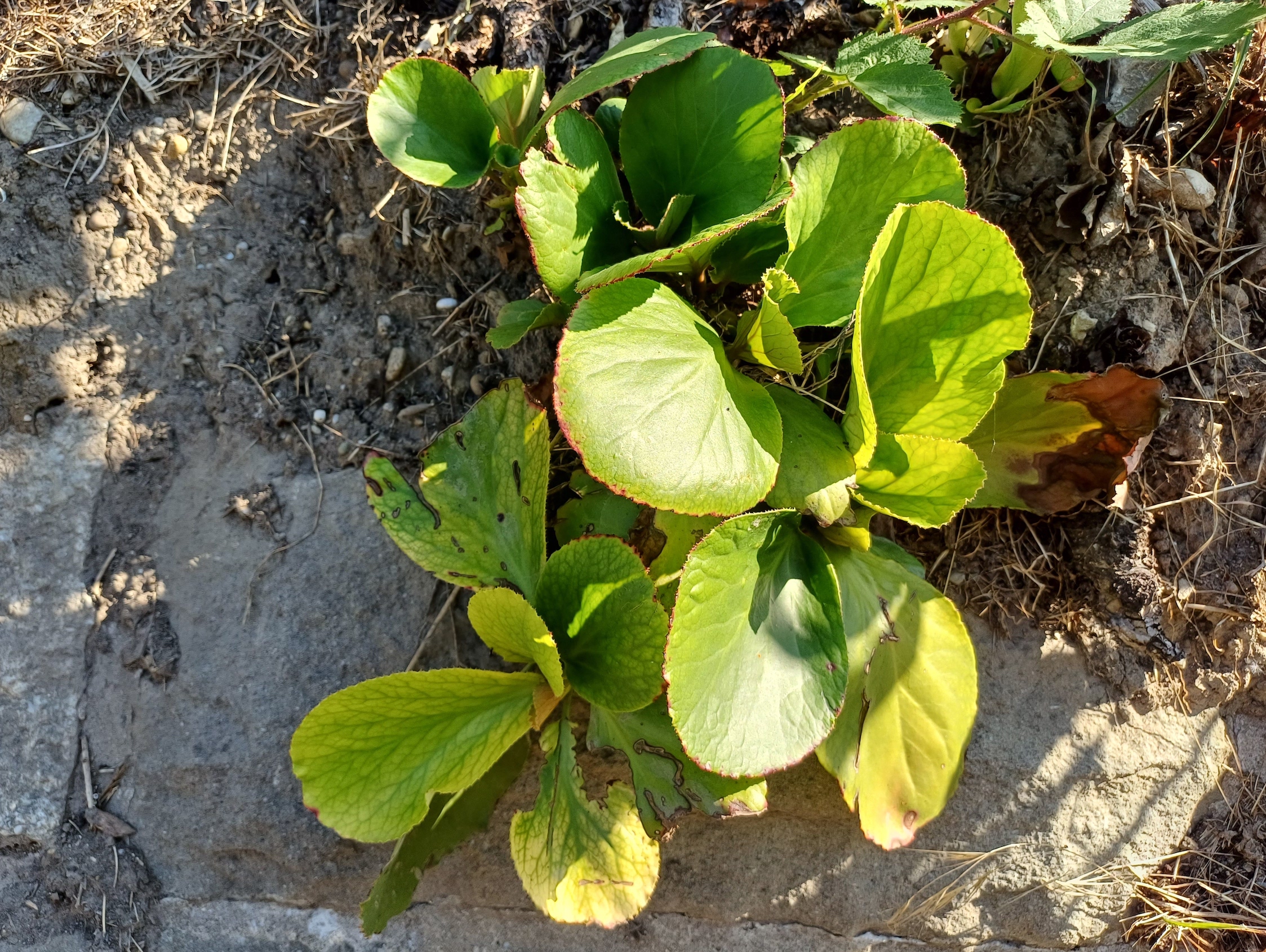 bergenia cf. x cordifolia bach wildungsmauer 20230908_095535.jpg