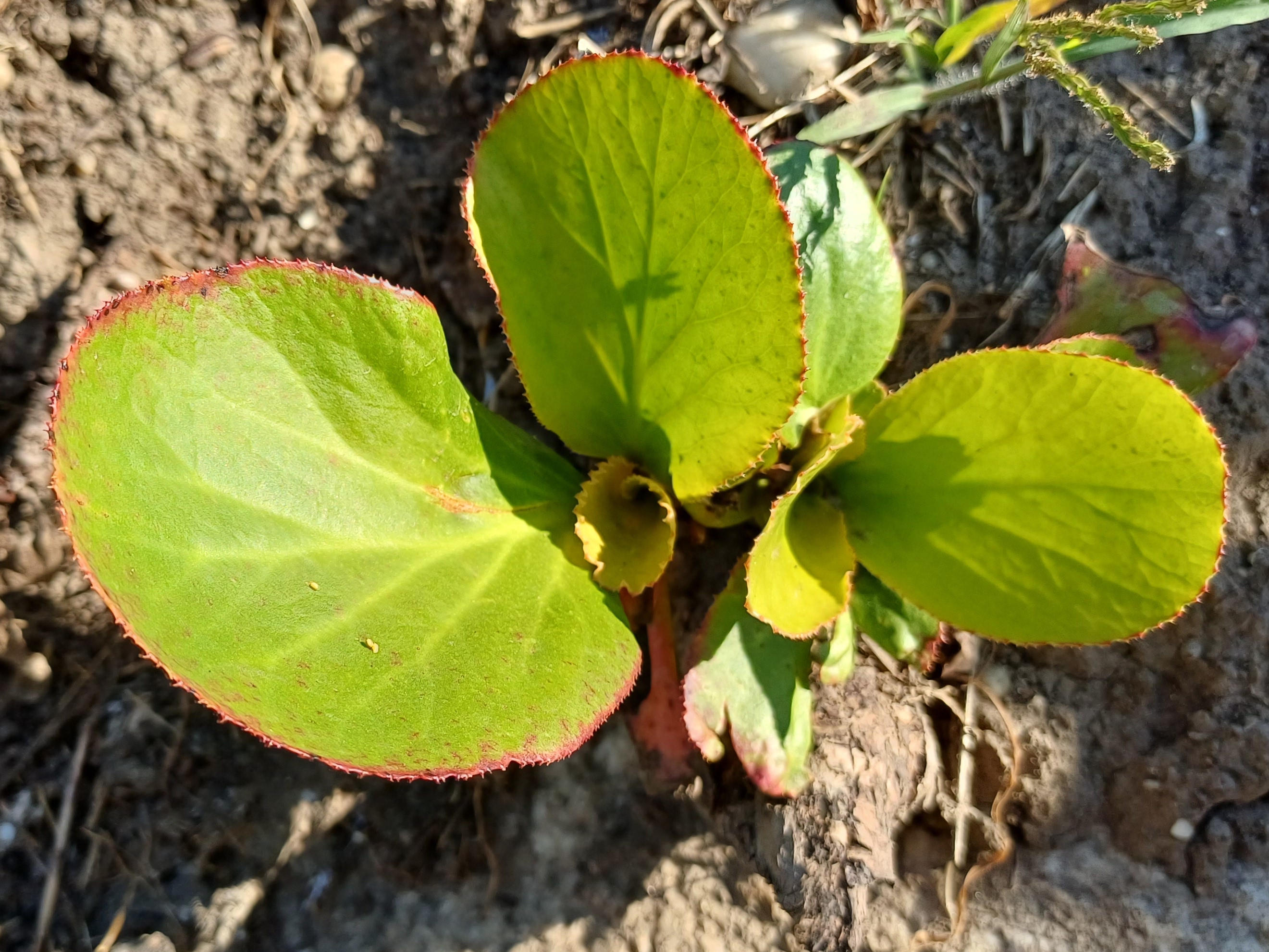 bergenia cf. x cordifolia bach wildungsmauer 20230908_095539.jpg