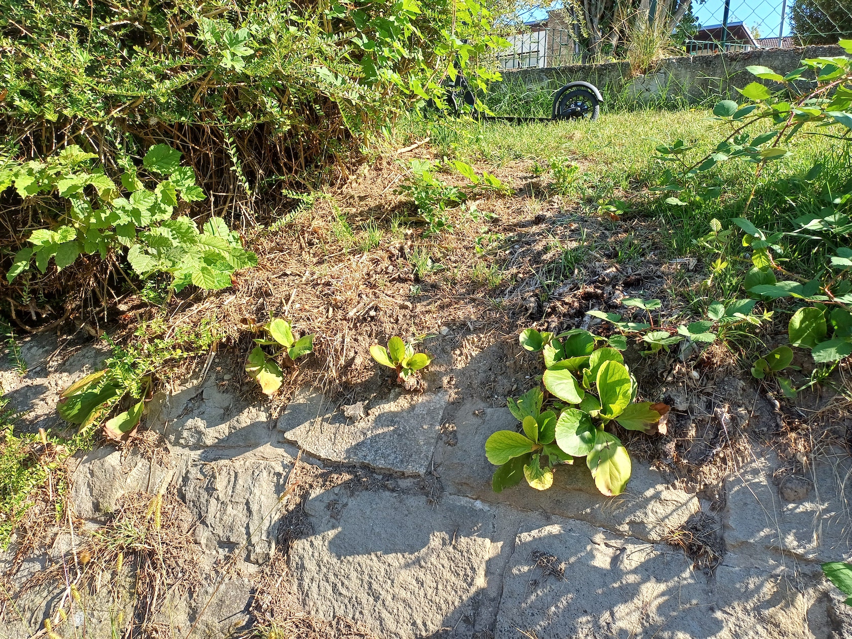 bergenia x cordifolia bach wildungsmauer 20230908_095551.jpg