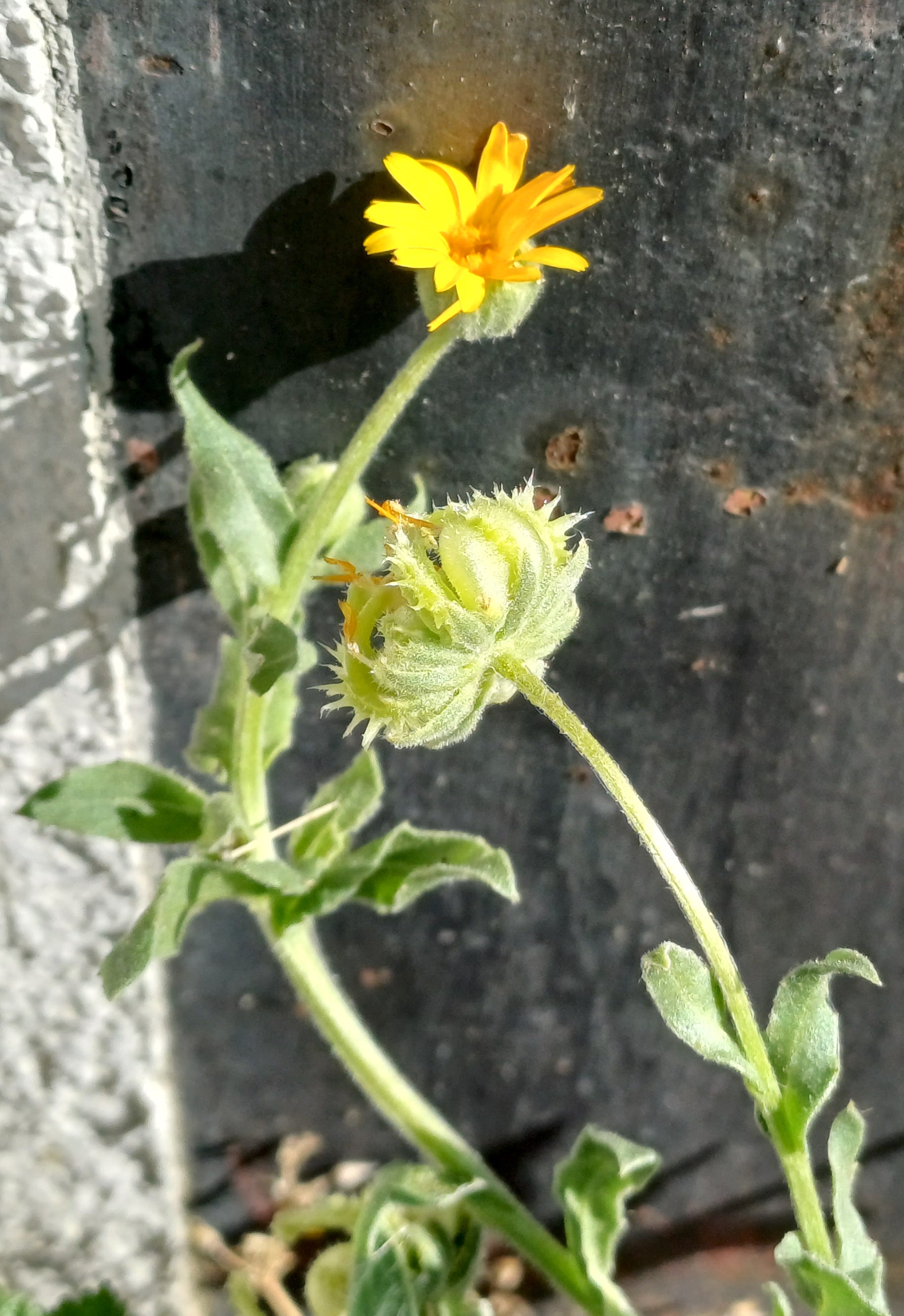 calendula cf. arvensis wildungsmauer 20230908_094422.jpg